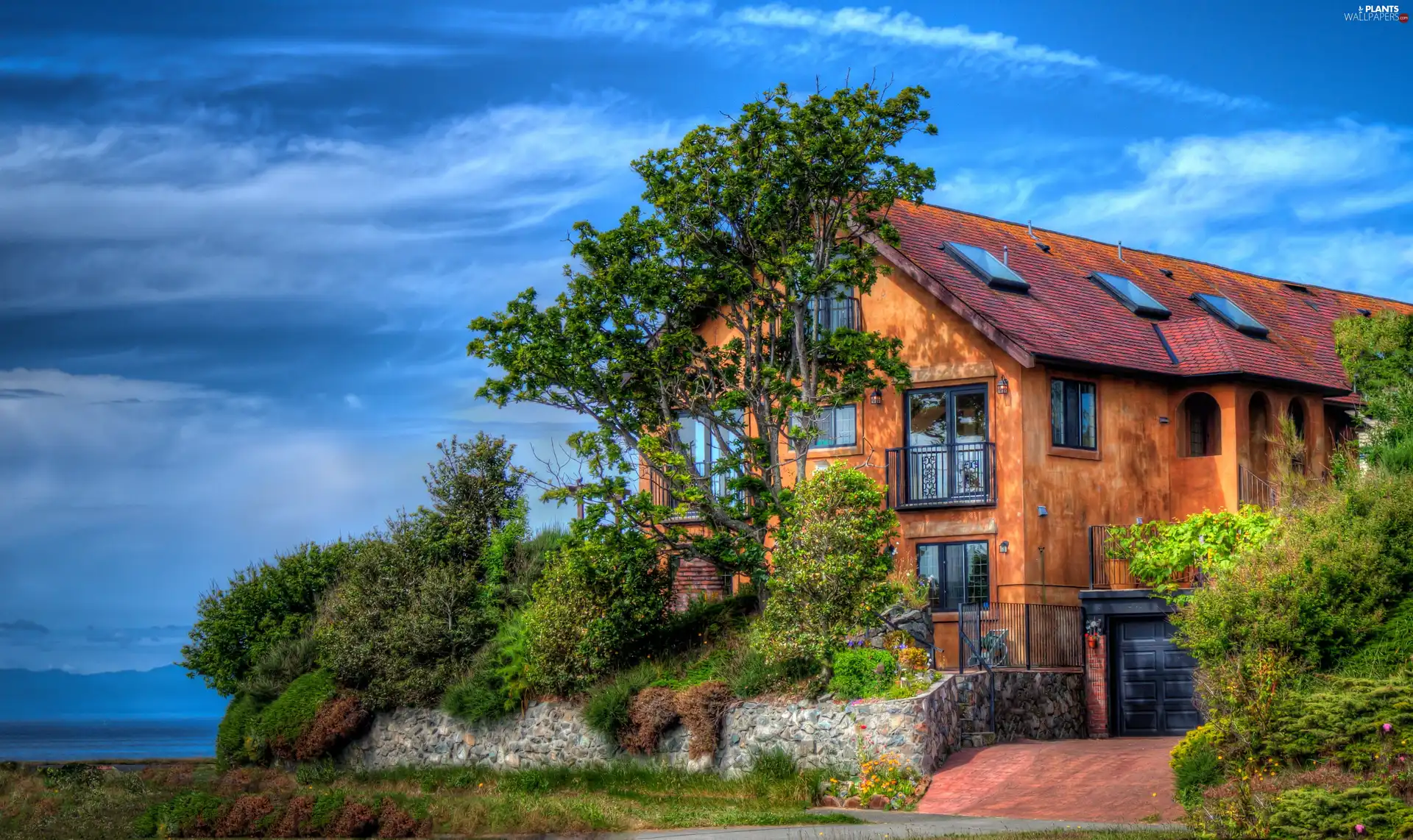 Home, Bush, HDR, sapling