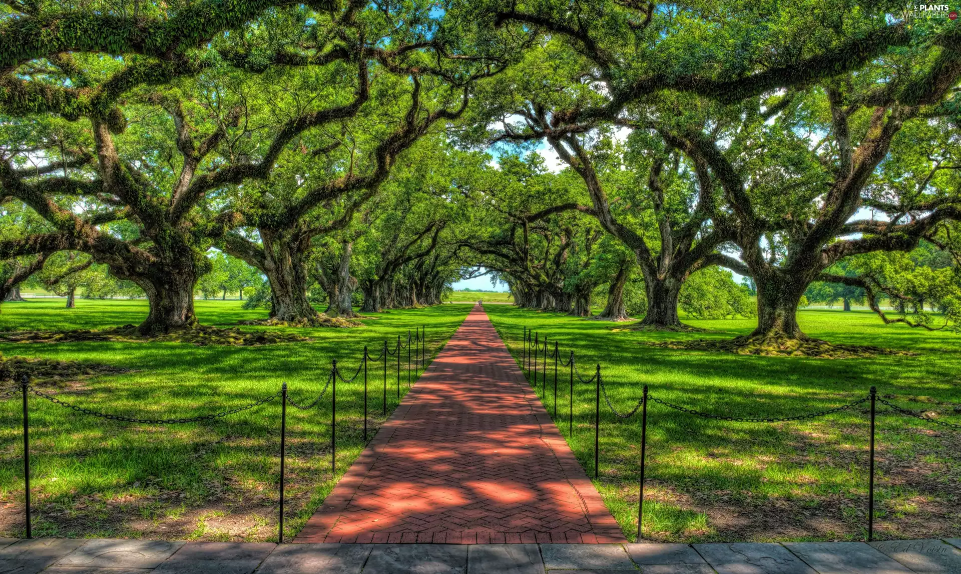 viewes, spreading, Path, HDR, Park, trees