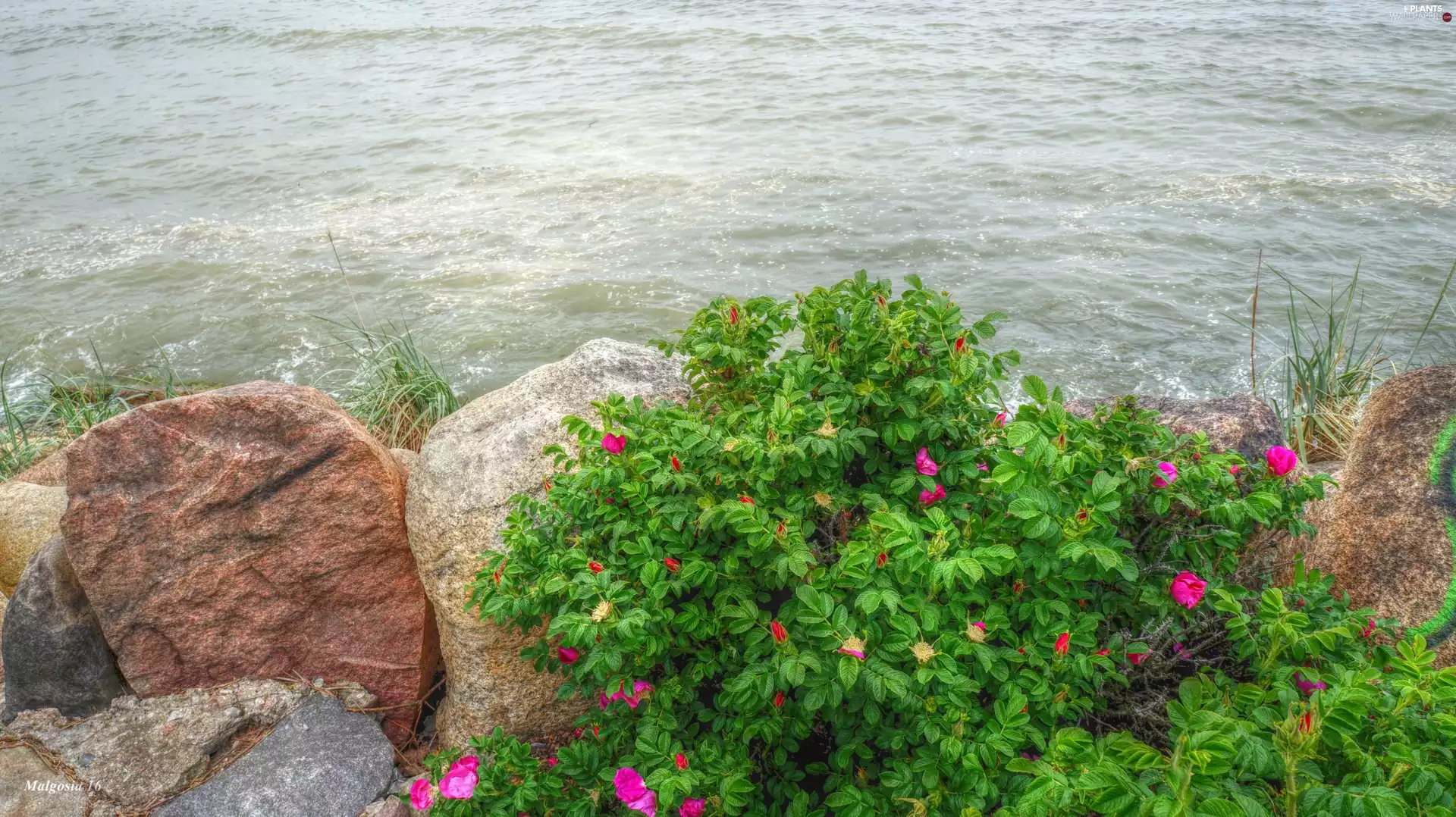 Stones, sea, Briar, HDR, plant, water