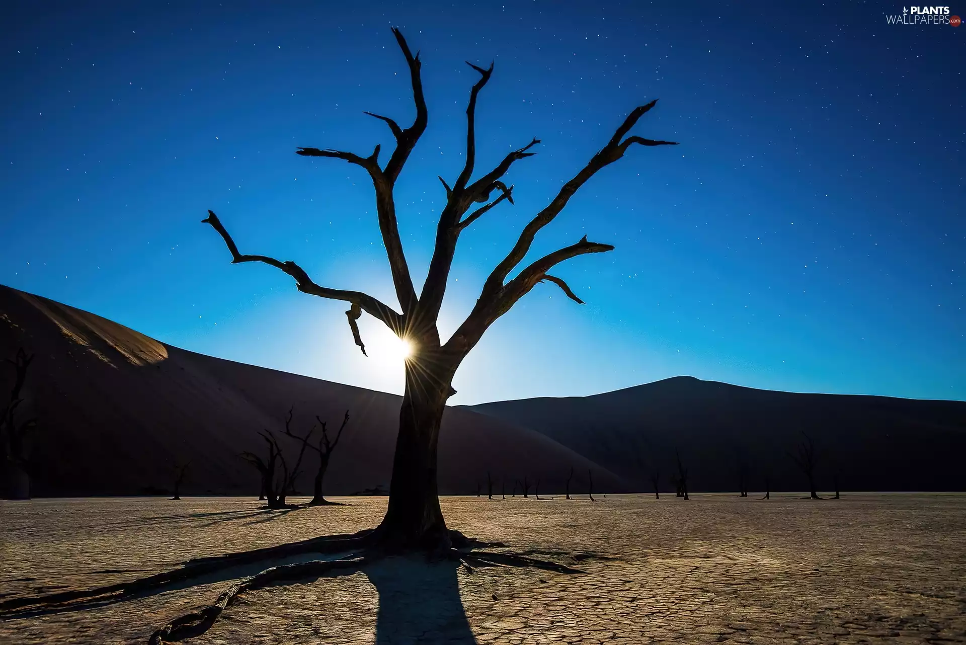 sun, Heaps, trees, rays, dry
