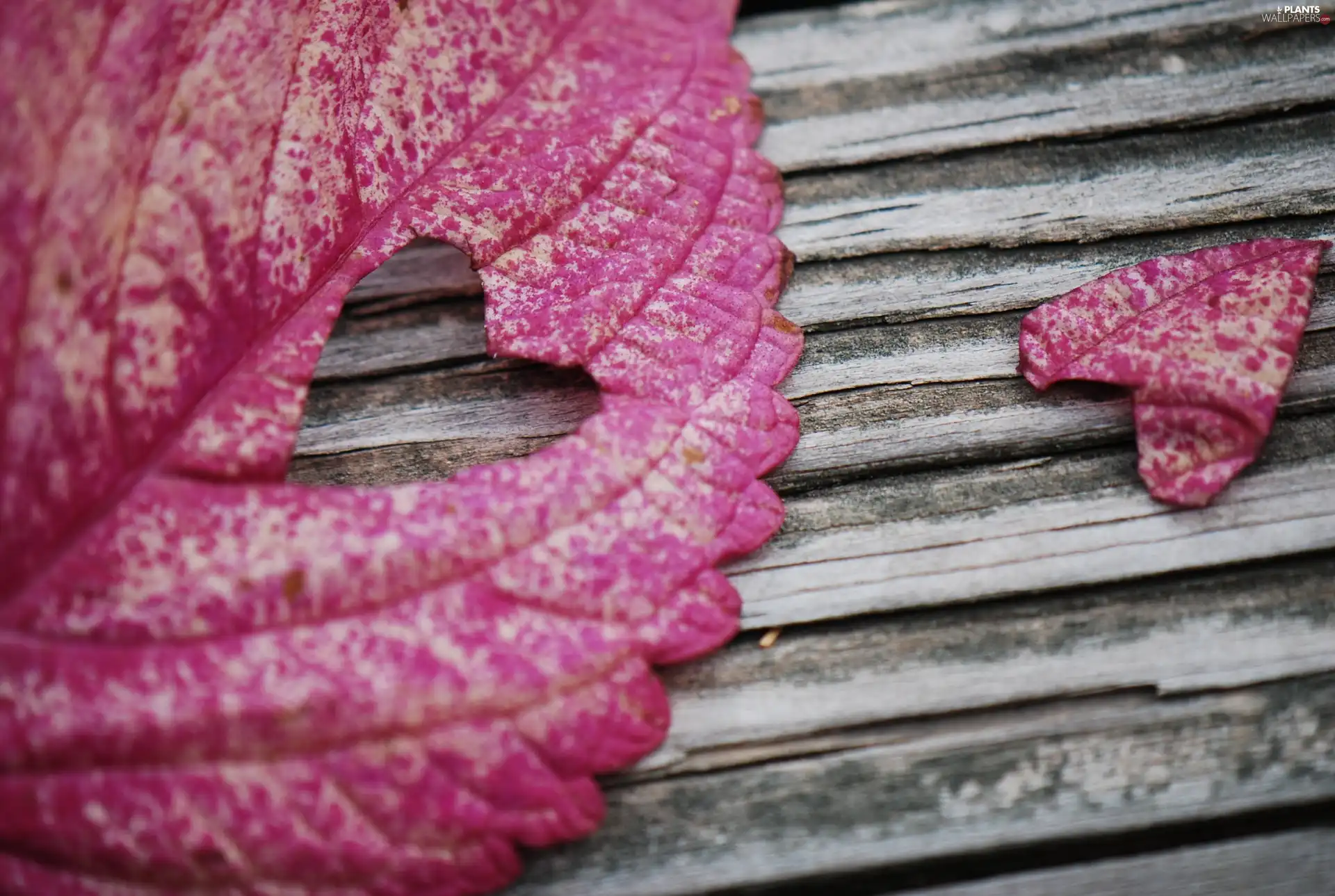 leaf, Heart