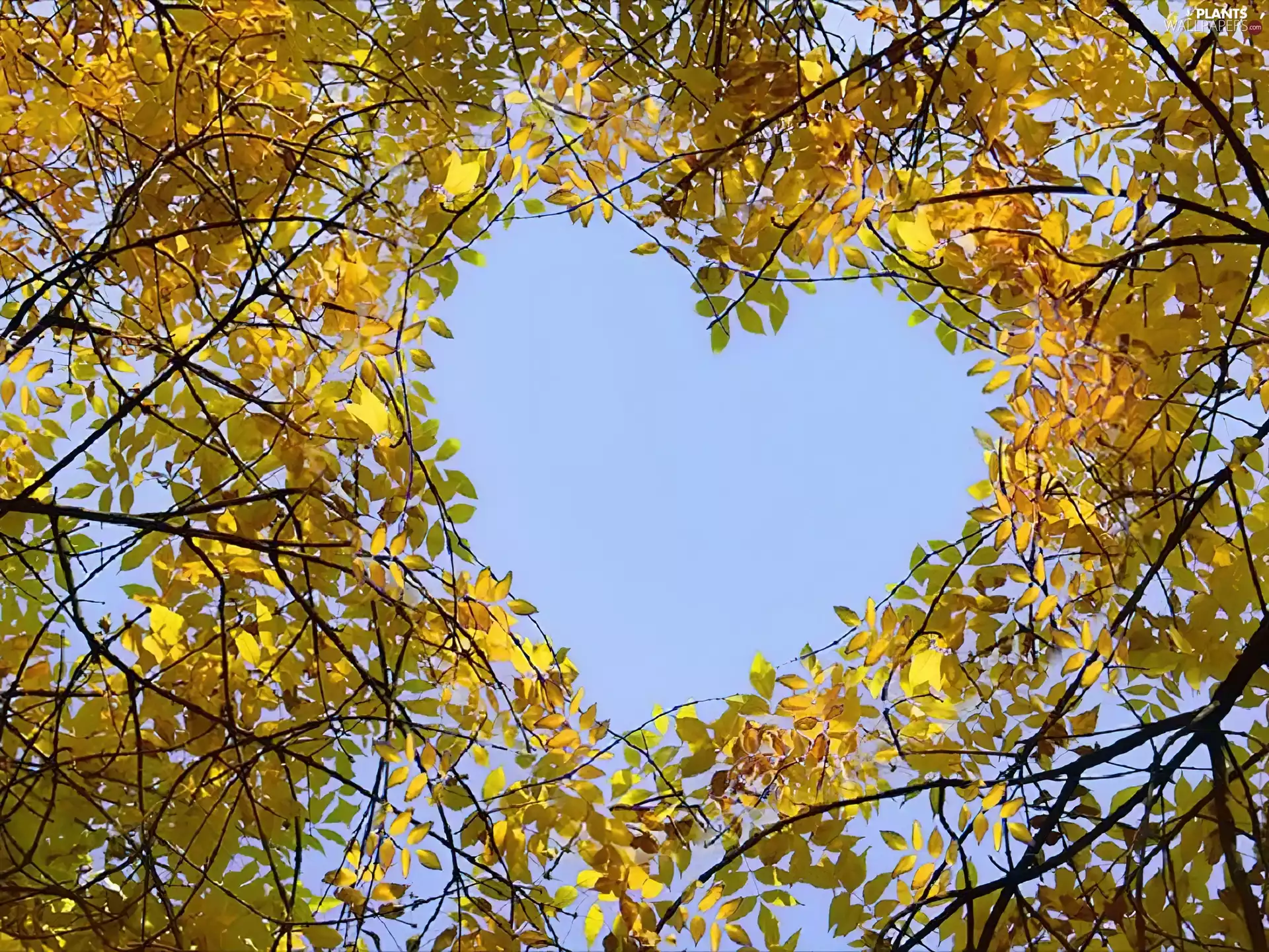 Heart, trees, Leaf