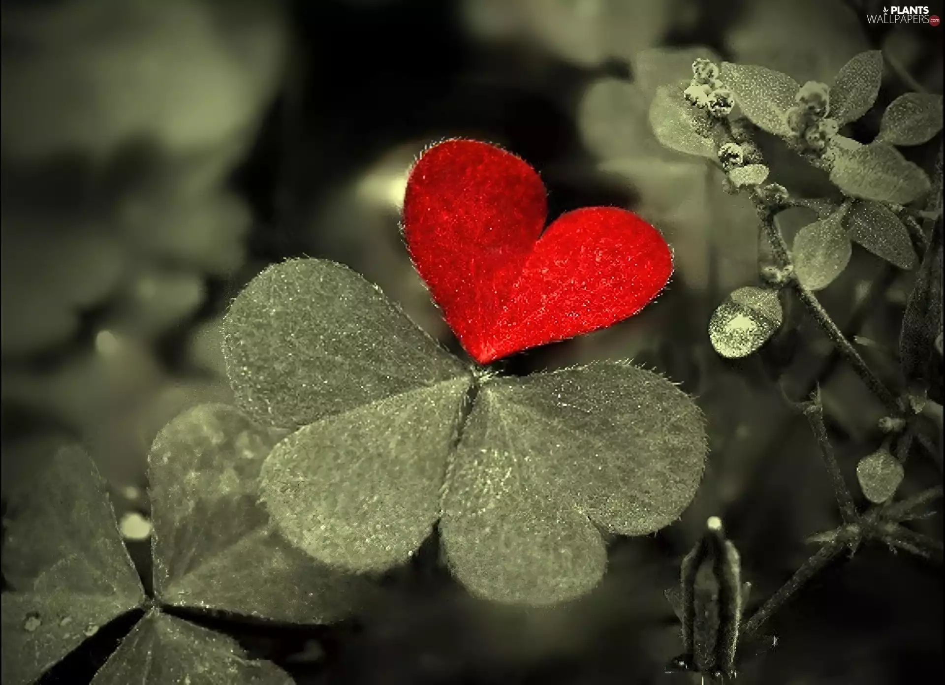 Red, Gray, trefoil, Heart