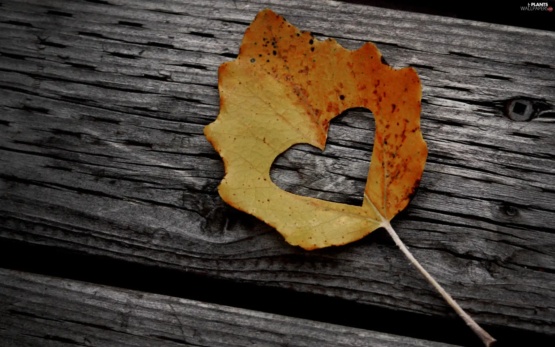 Heart, leaf, trees