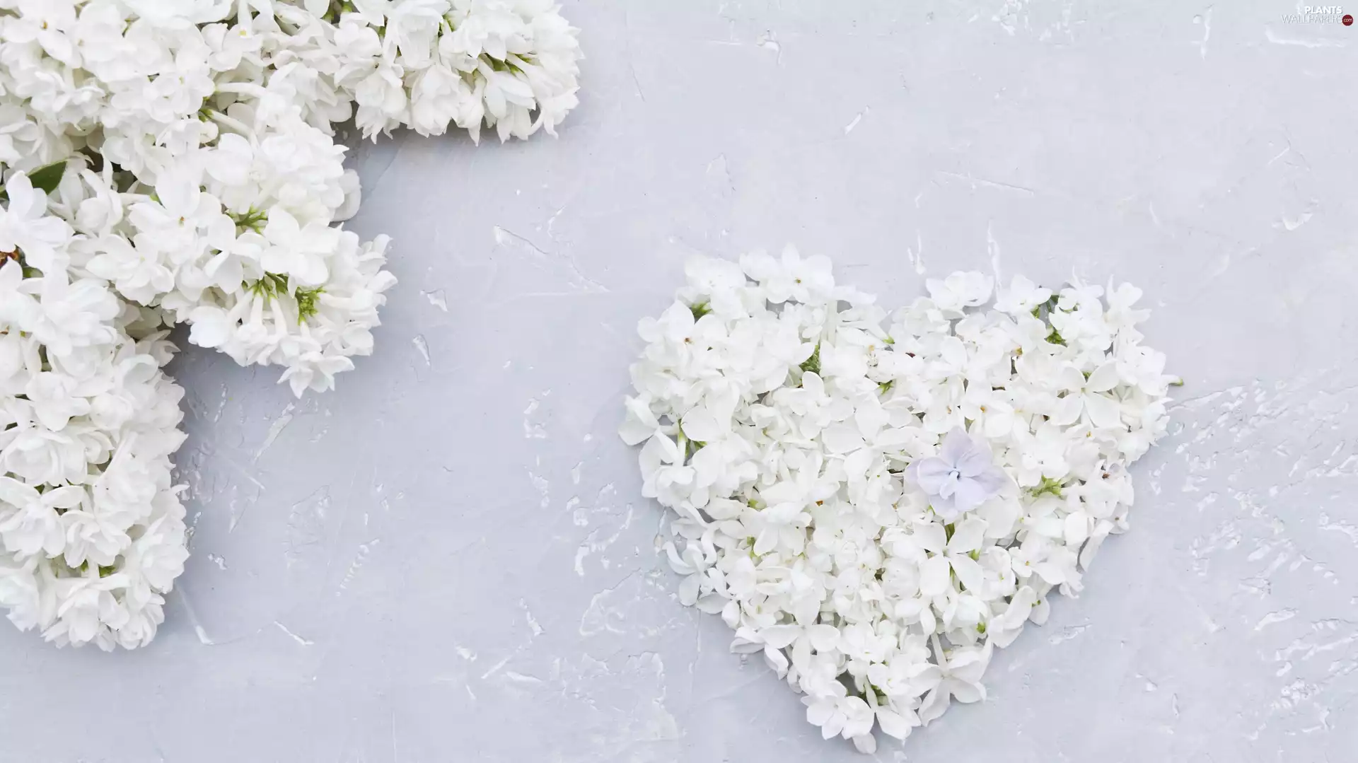 Flowers, Spring, Syringa, Heart, without, White