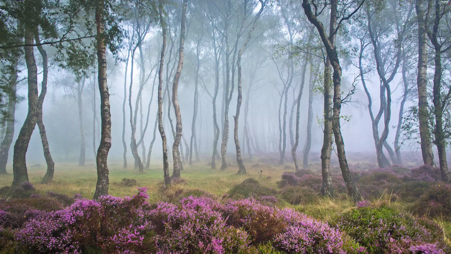 trees, England, birch, viewes, Fog, heath, heathers, Stanton Moor, Peak District National Park, car in the meadow, forest