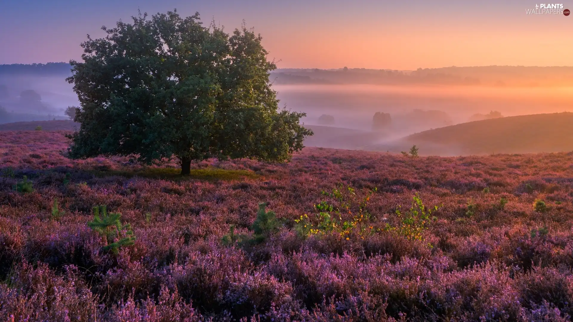 Fog, Sunrise, Province of Gelderland, trees, heath, Veluwezoom National Park, Netherlands