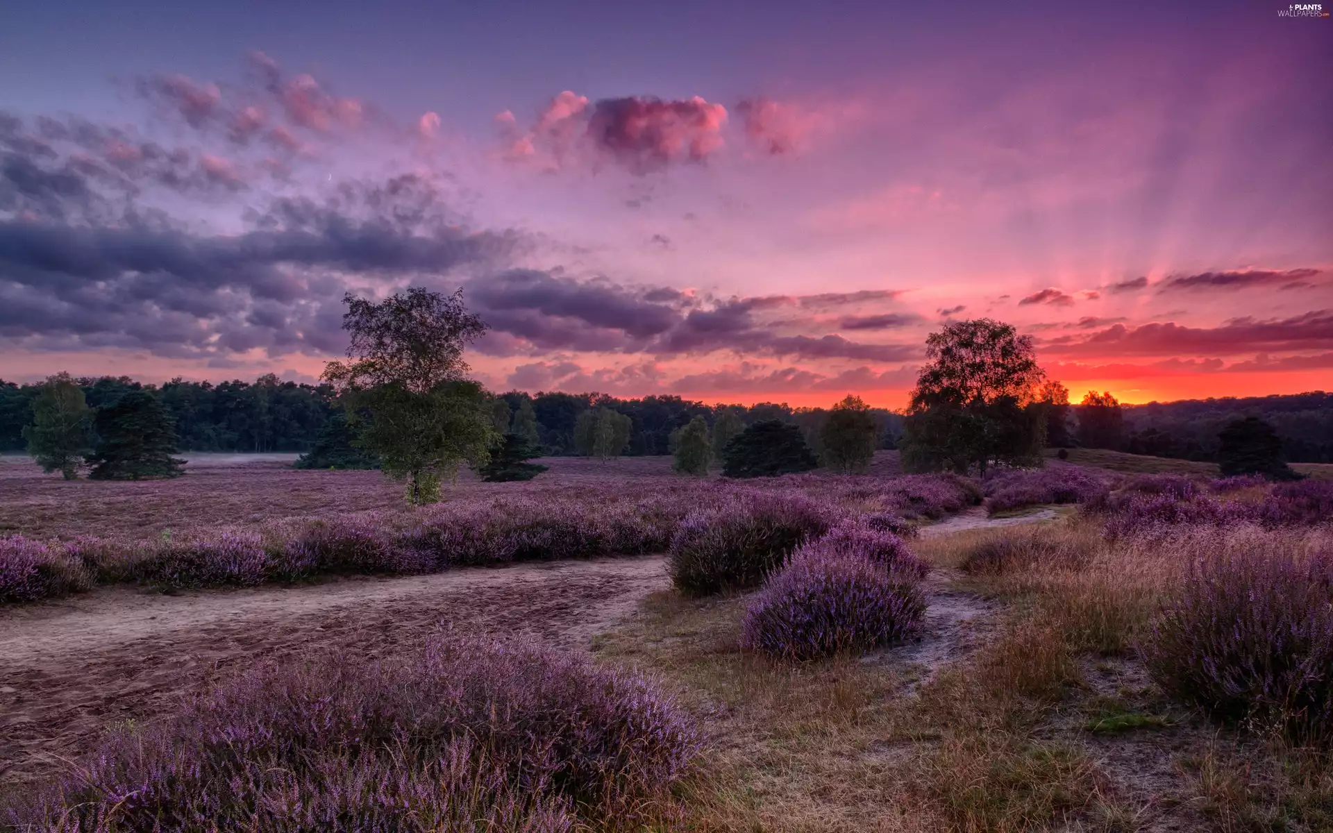 clouds, heathers, viewes, heath, trees, Great Sunsets
