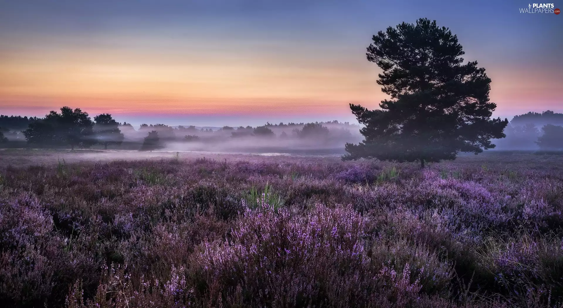 heath, Fog, trees, heather