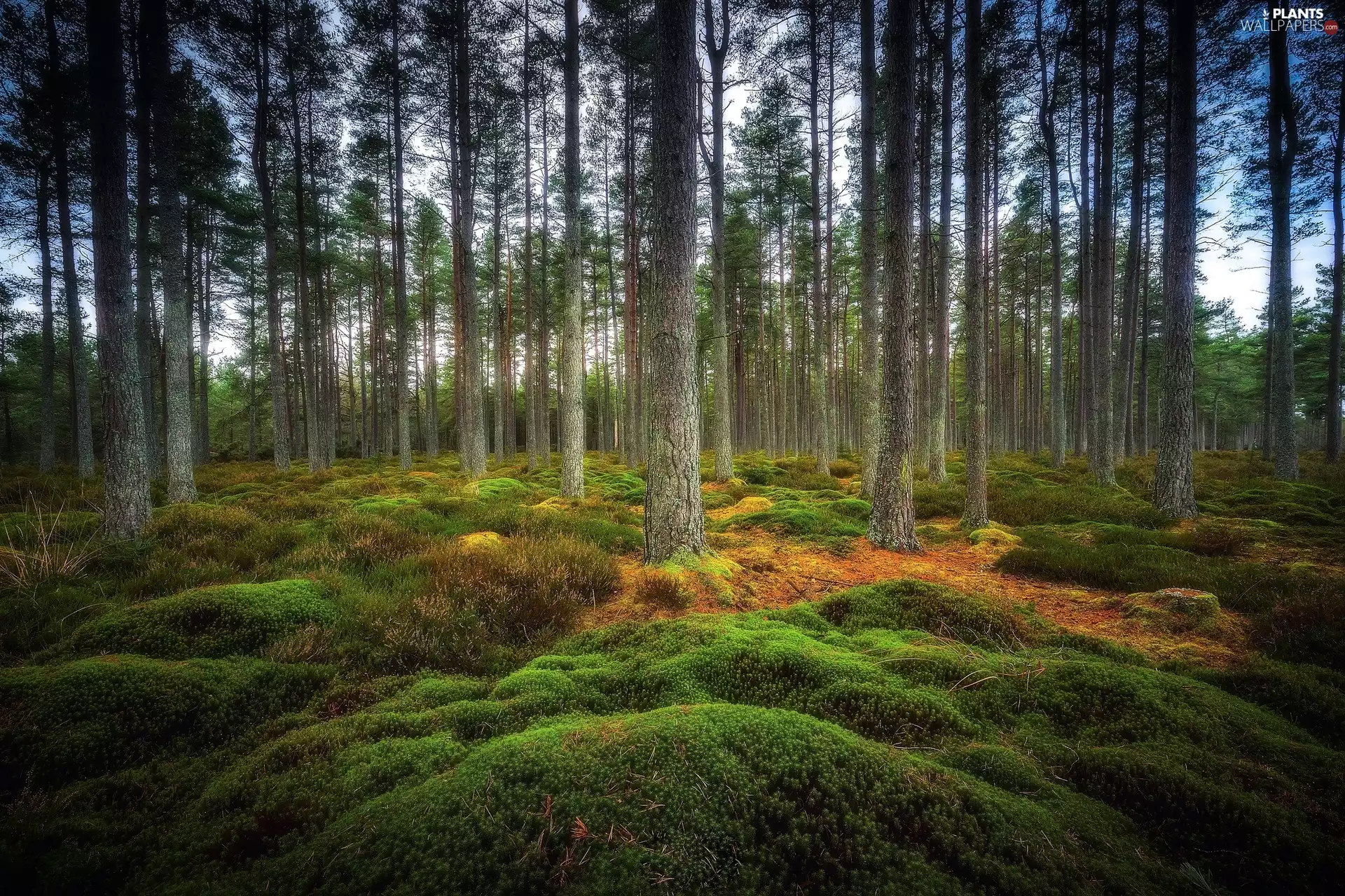 Moss, heather, trees, viewes, forest