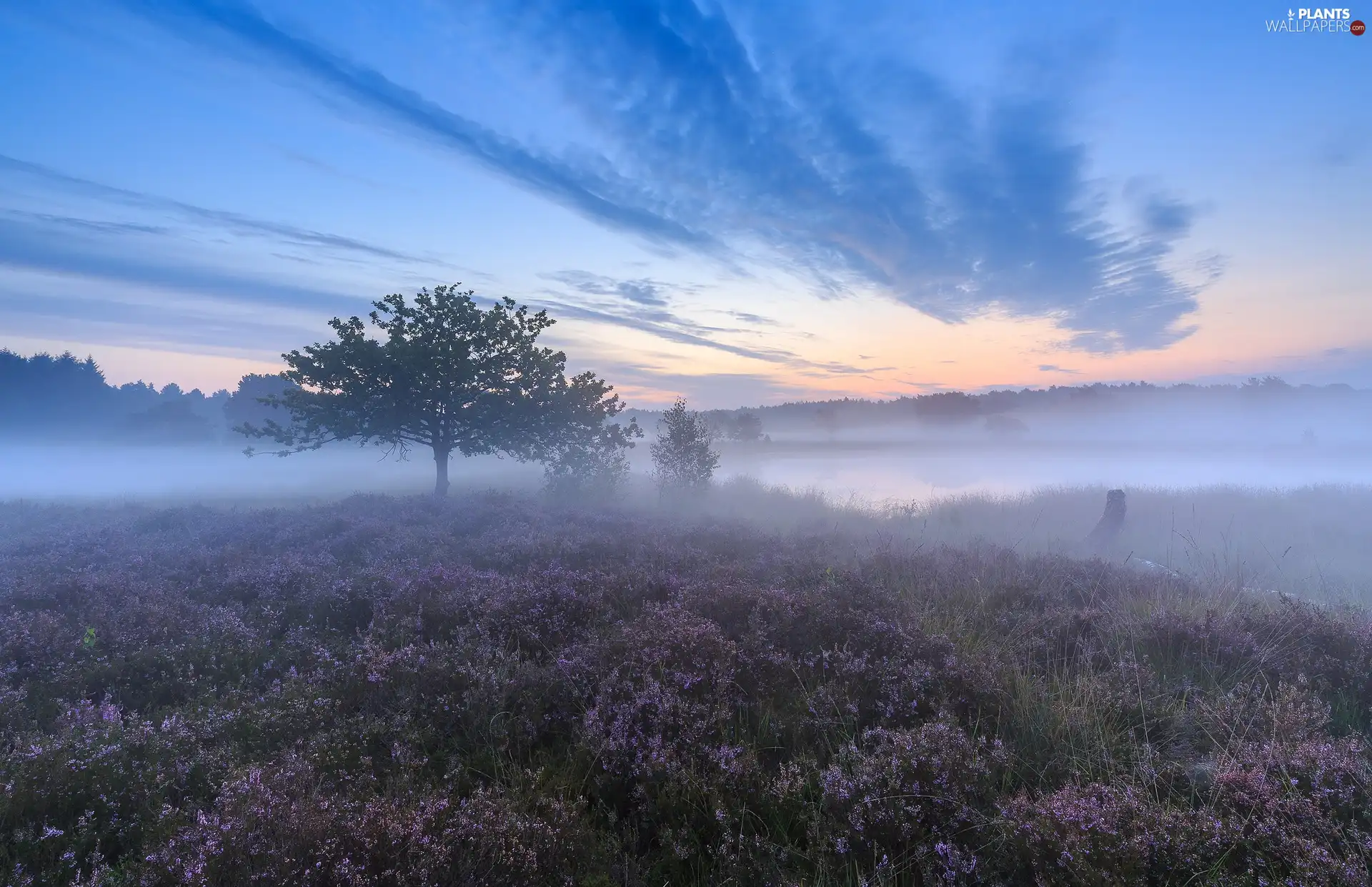 heath, Fog, trees, Field, autumn, heather, viewes