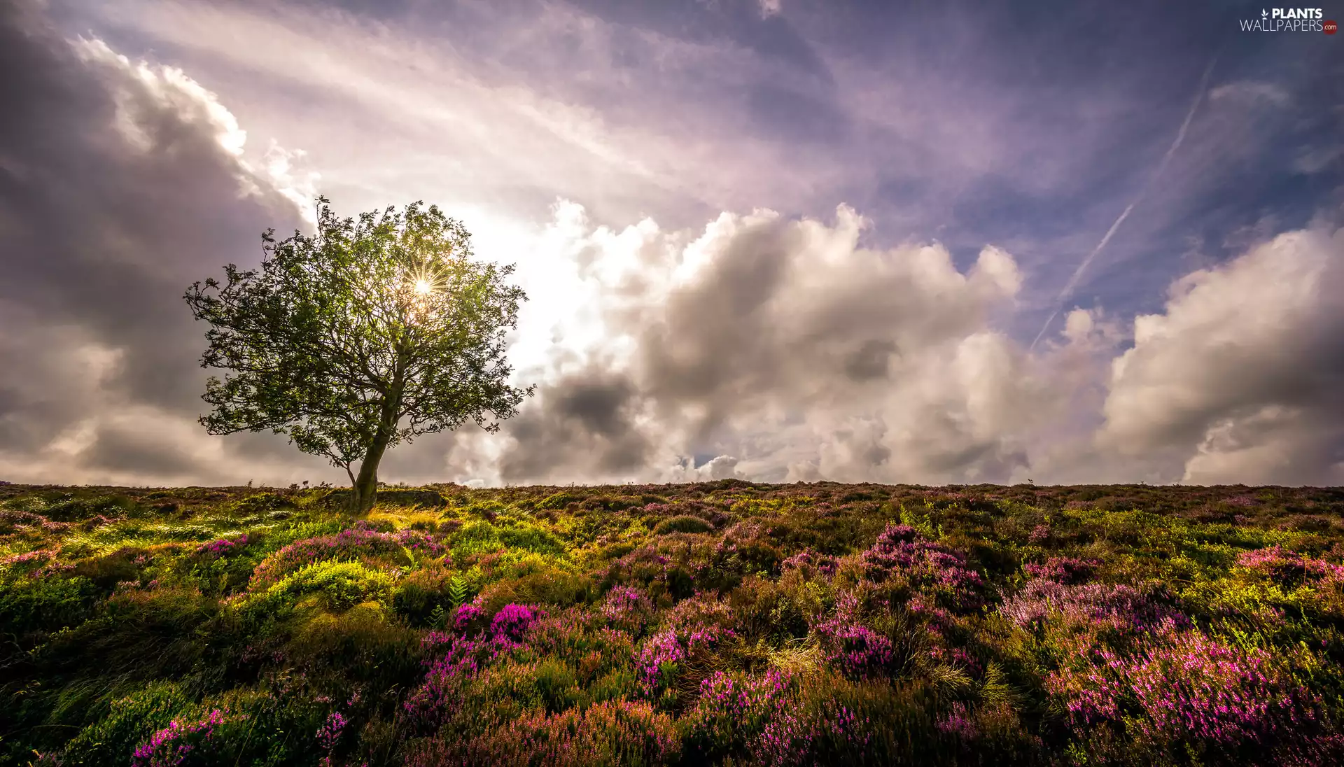 heath, trees, clouds, heathers