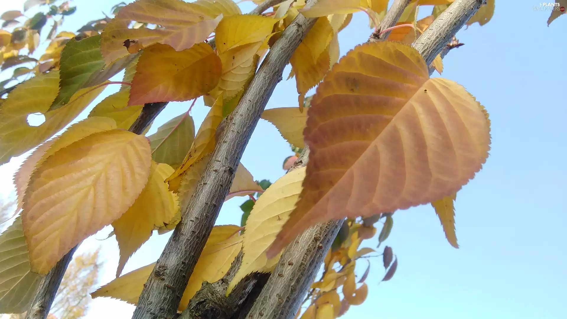 tle, Heaven, Leaf, an, Autumn
