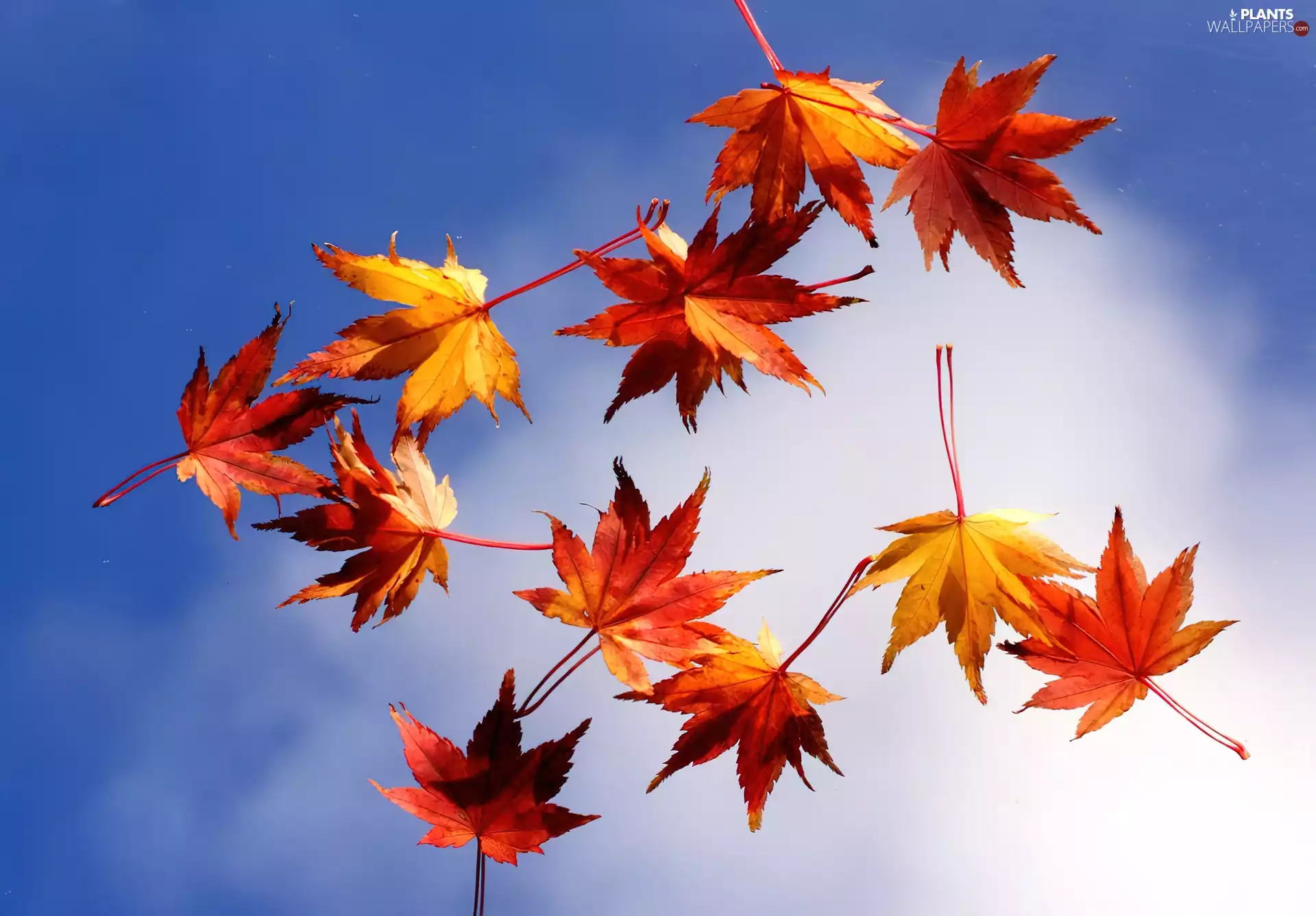 tle, Heaven, Leaf, an, color