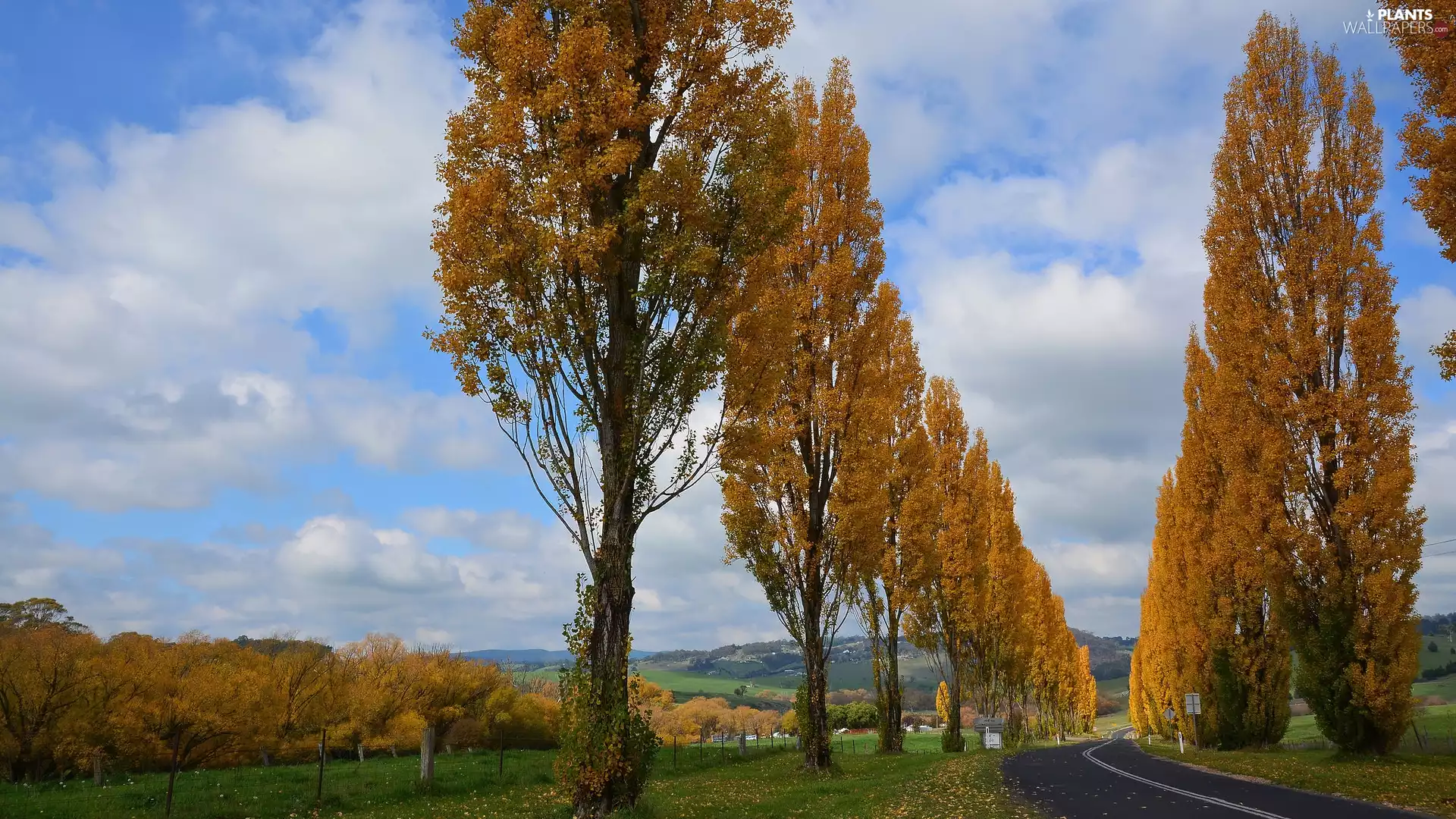 trees, Way, Poplars, hedge, viewes, autumn