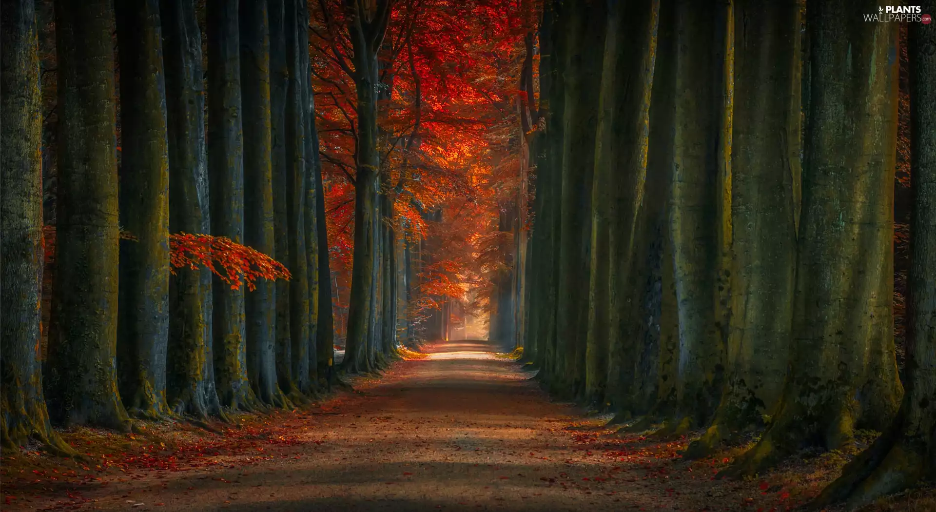 viewes, autumn, Stems, hedge, Way, trees