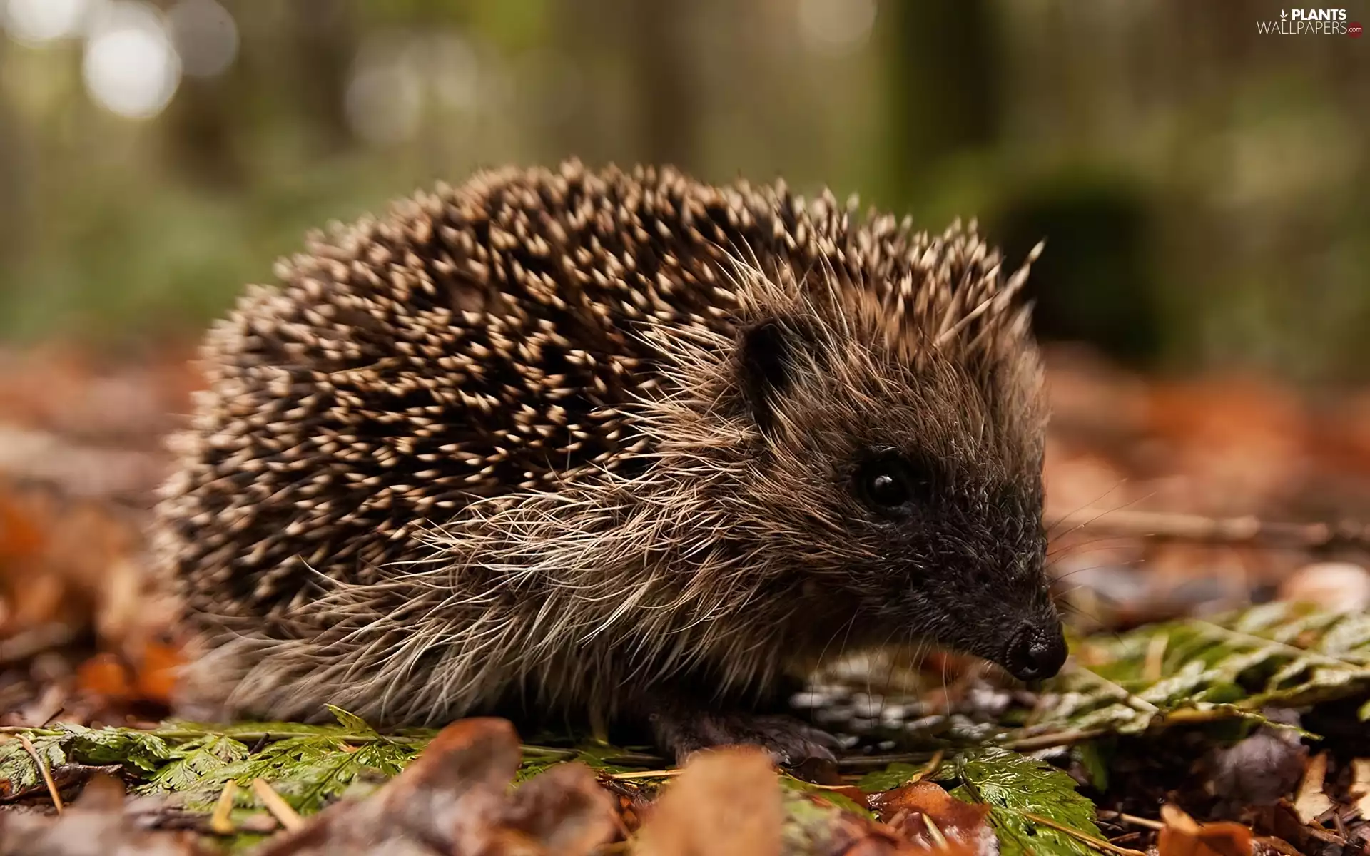 hedgehog, Leaf