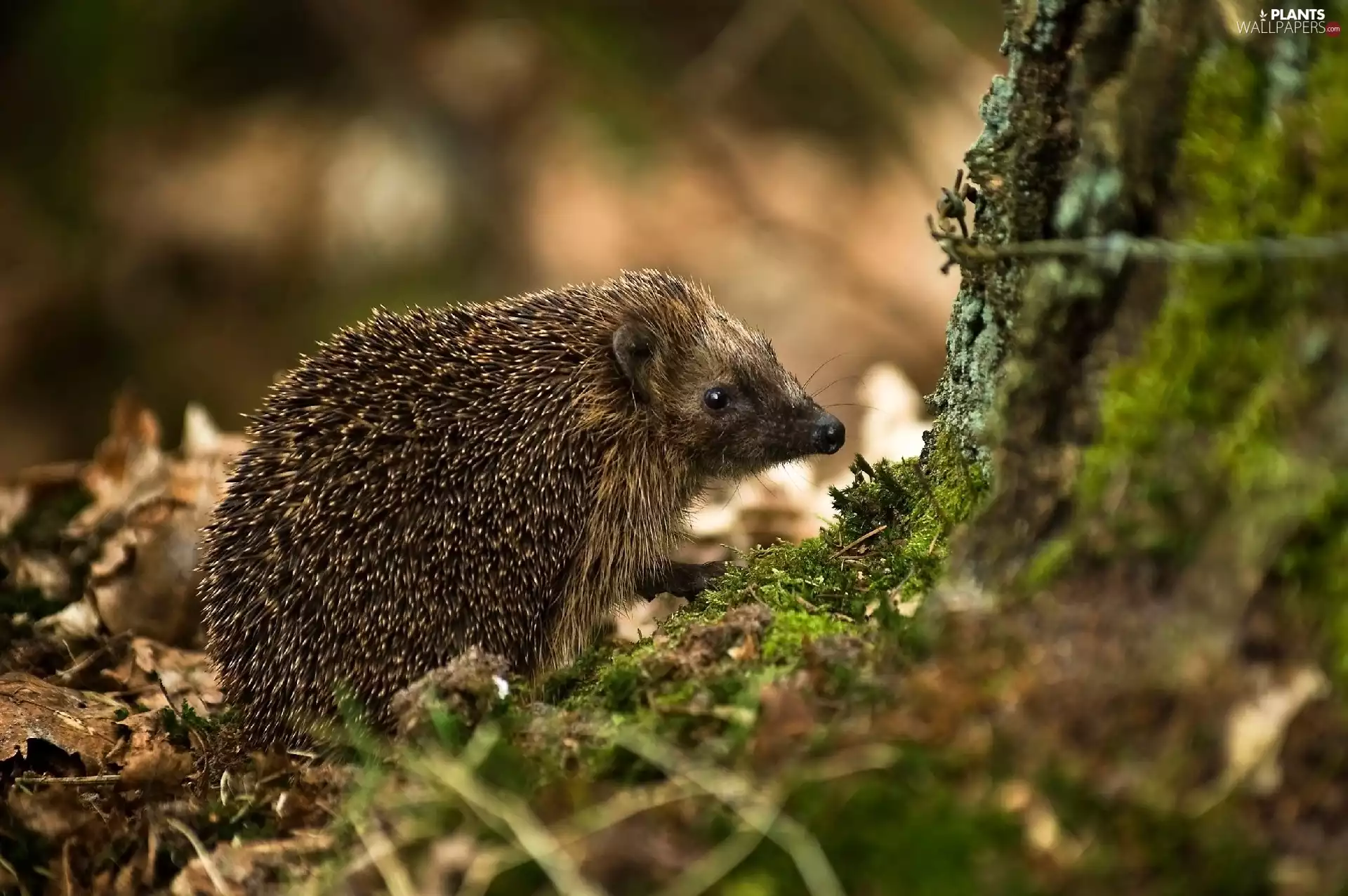 hedgehog, Moss