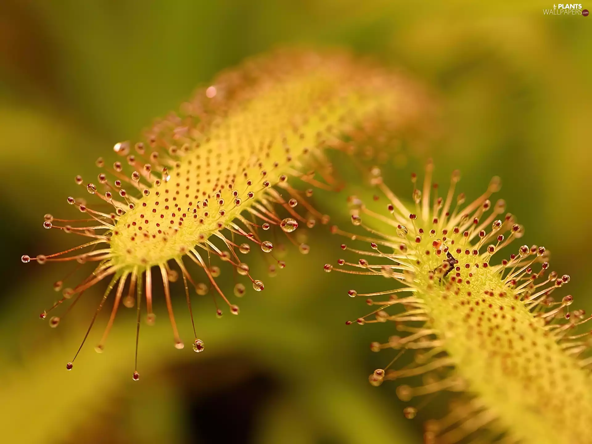 Carnivorous, sundew, The herb