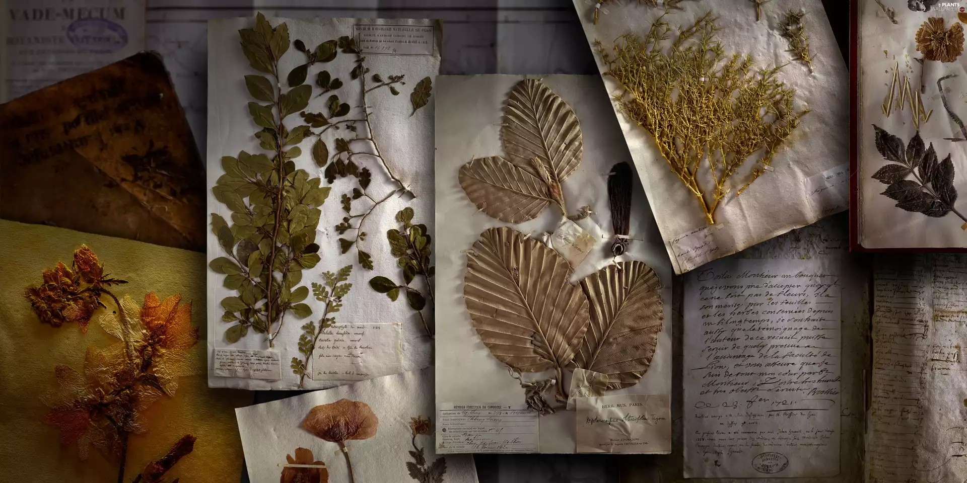 Herbarium