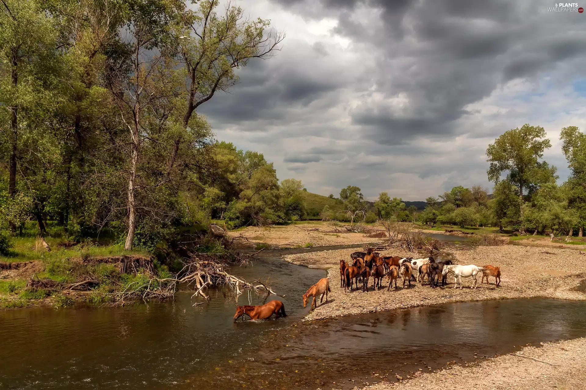 bloodstock, herd, viewes, River, trees