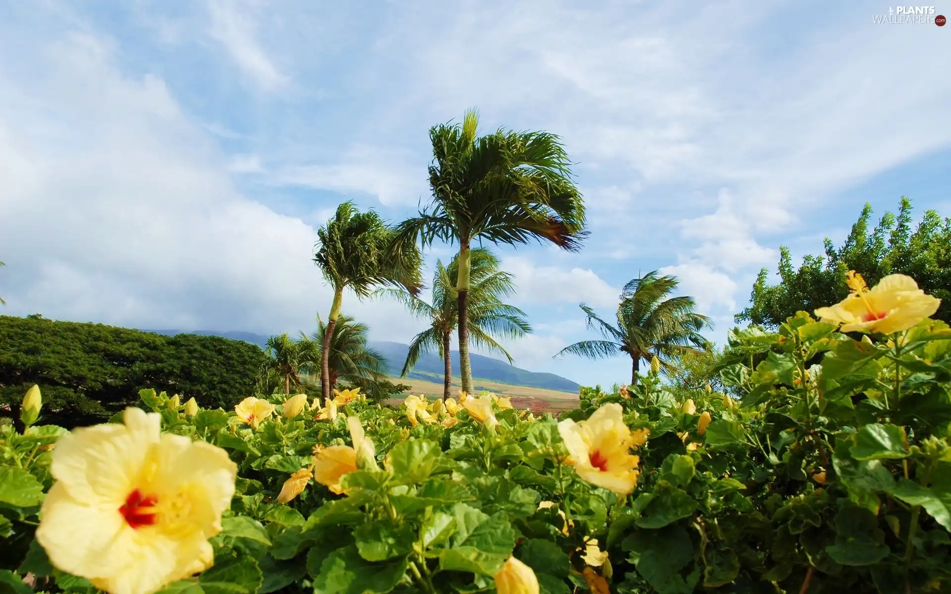 hibiskus, Palms, Flowers