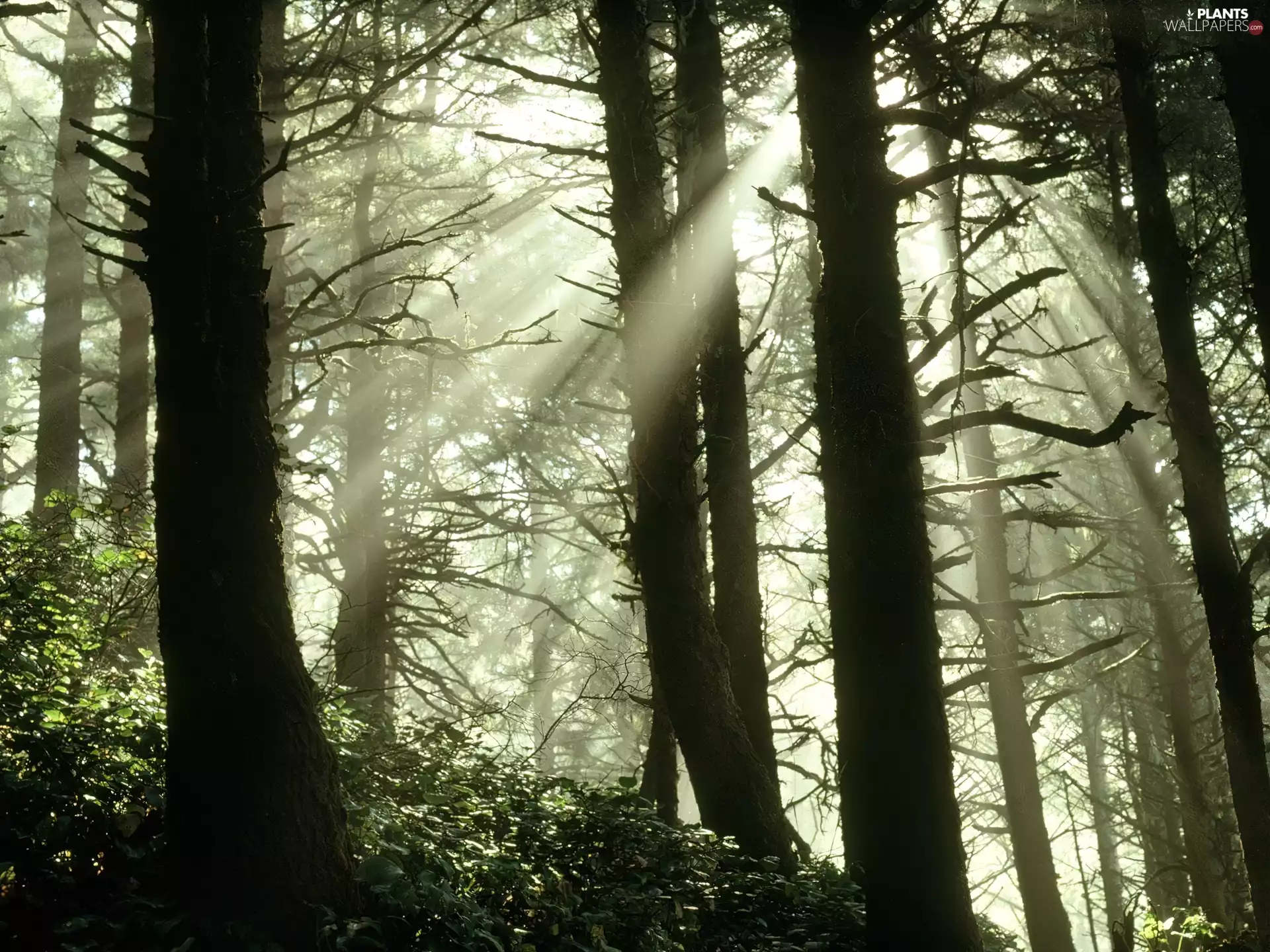 forest, light breaking through sky, trees, viewes, high