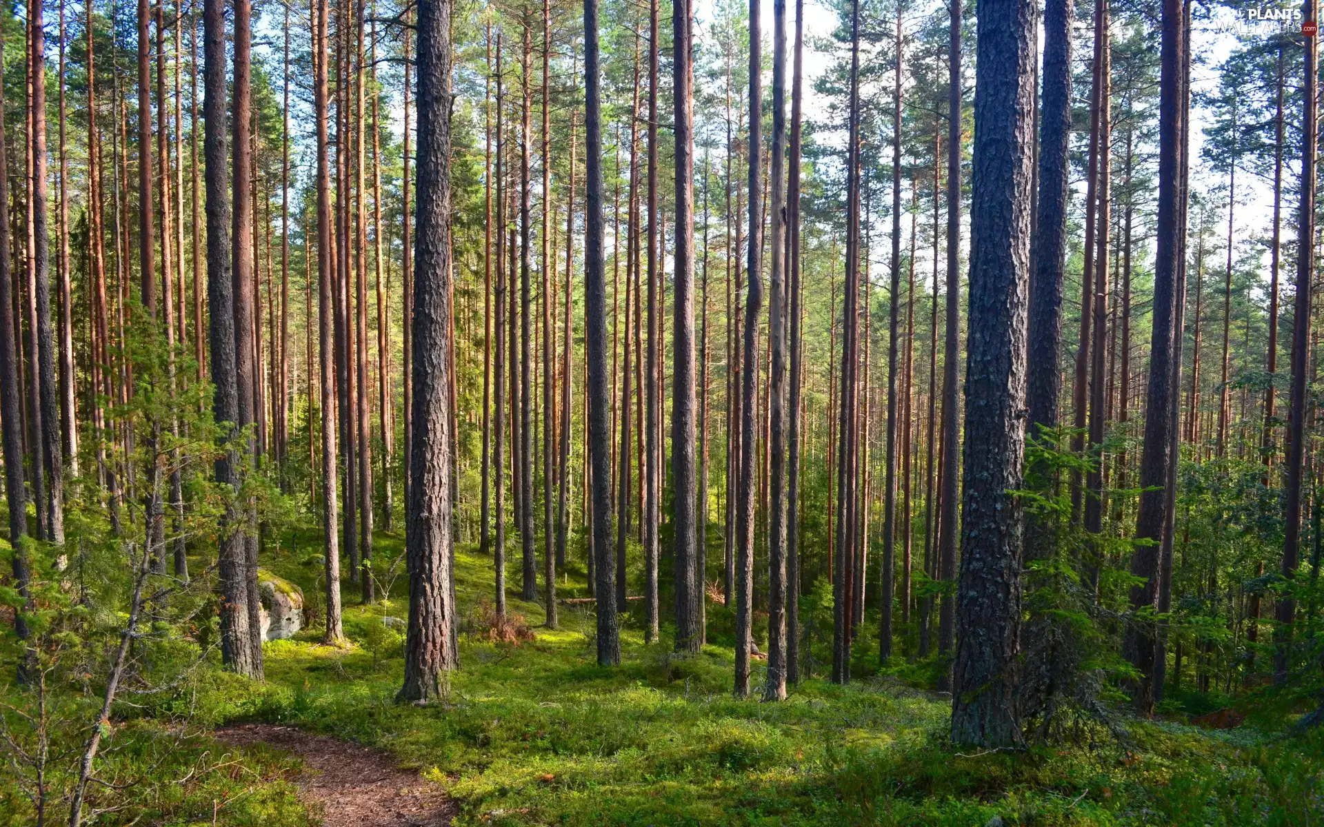 viewes, Forest Mulch, high, trees, forest