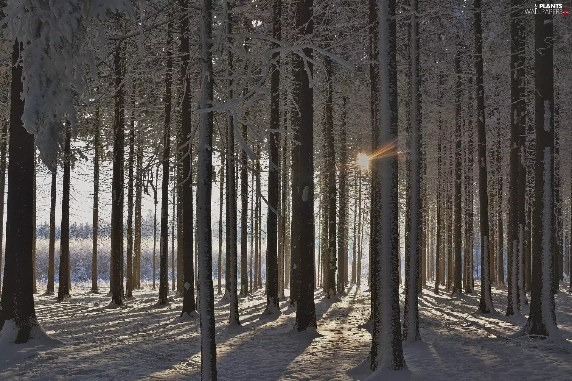 high, forest, viewes, snow, winter, trees, rays of the Sun