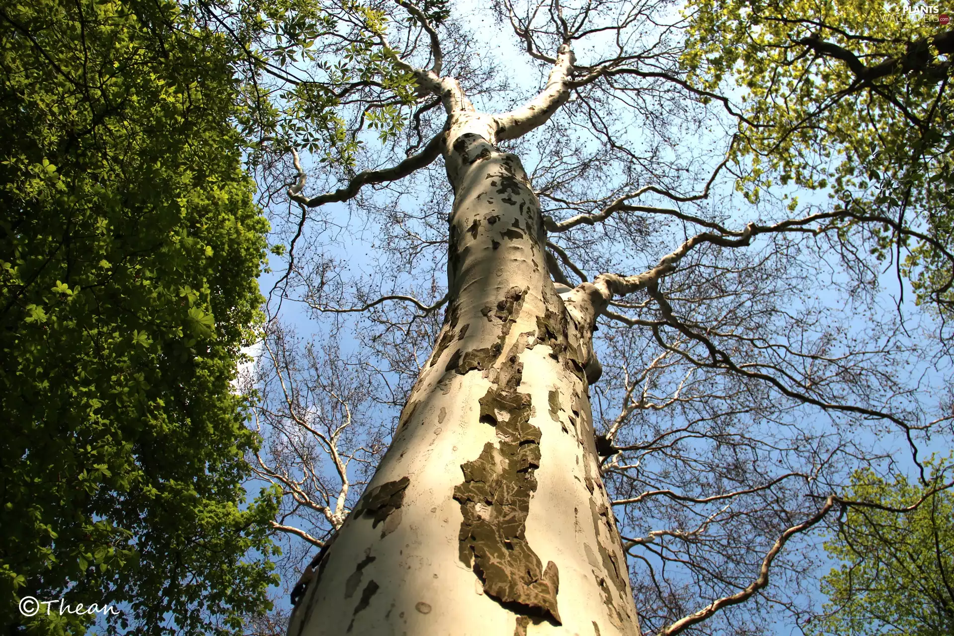 high, plane-tree
