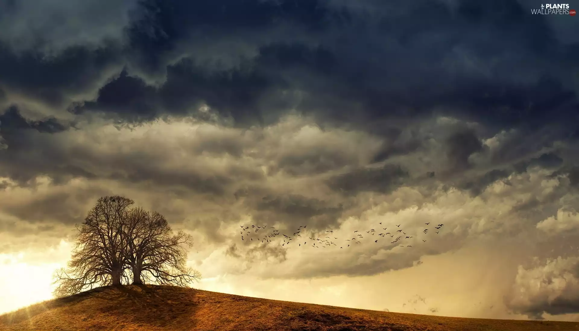 Hill, autumn, Two cars, trees, dark, clouds, sun, birds, viewes