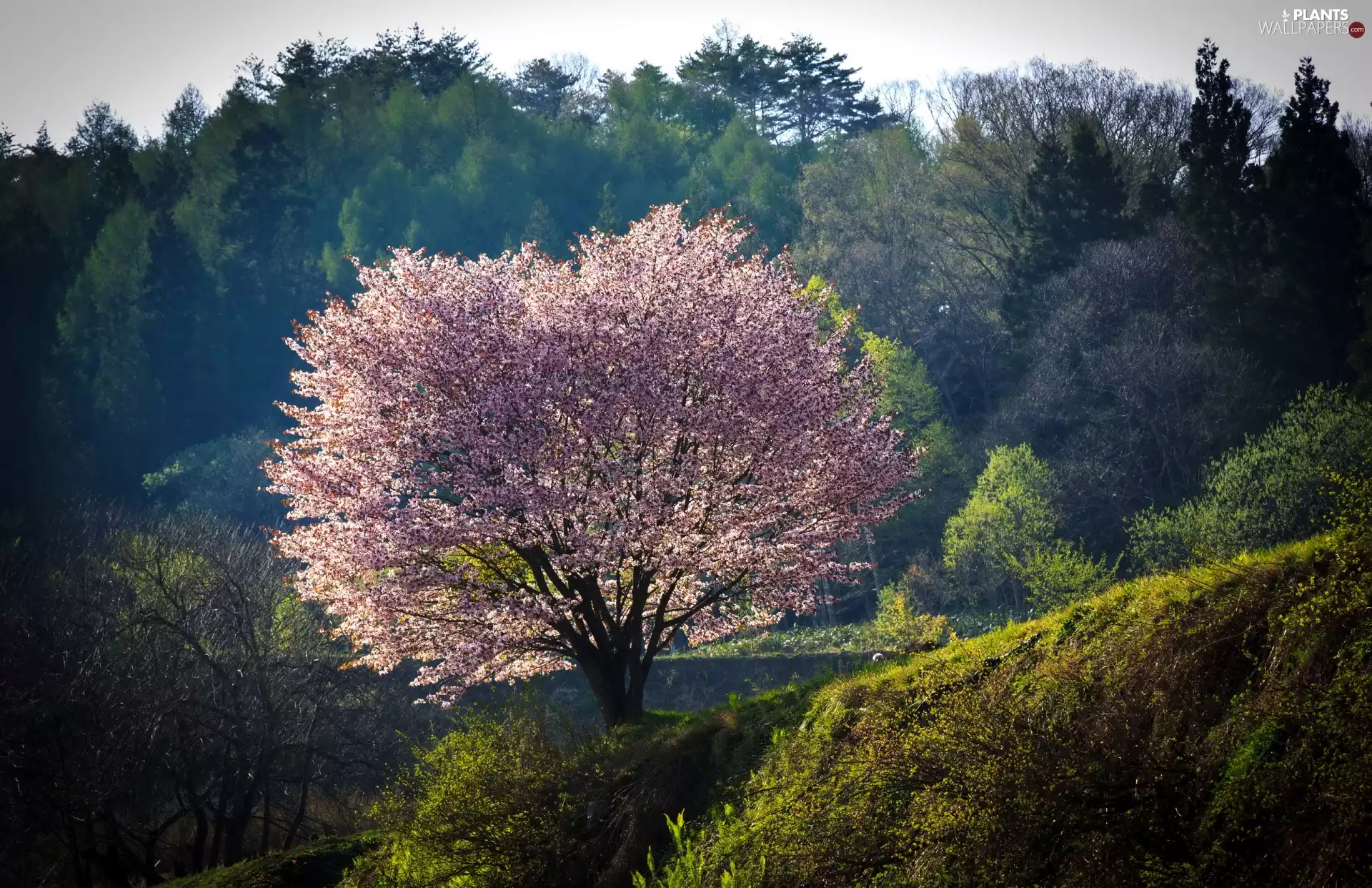 fruit, Hill, flourishing, trees, inclined