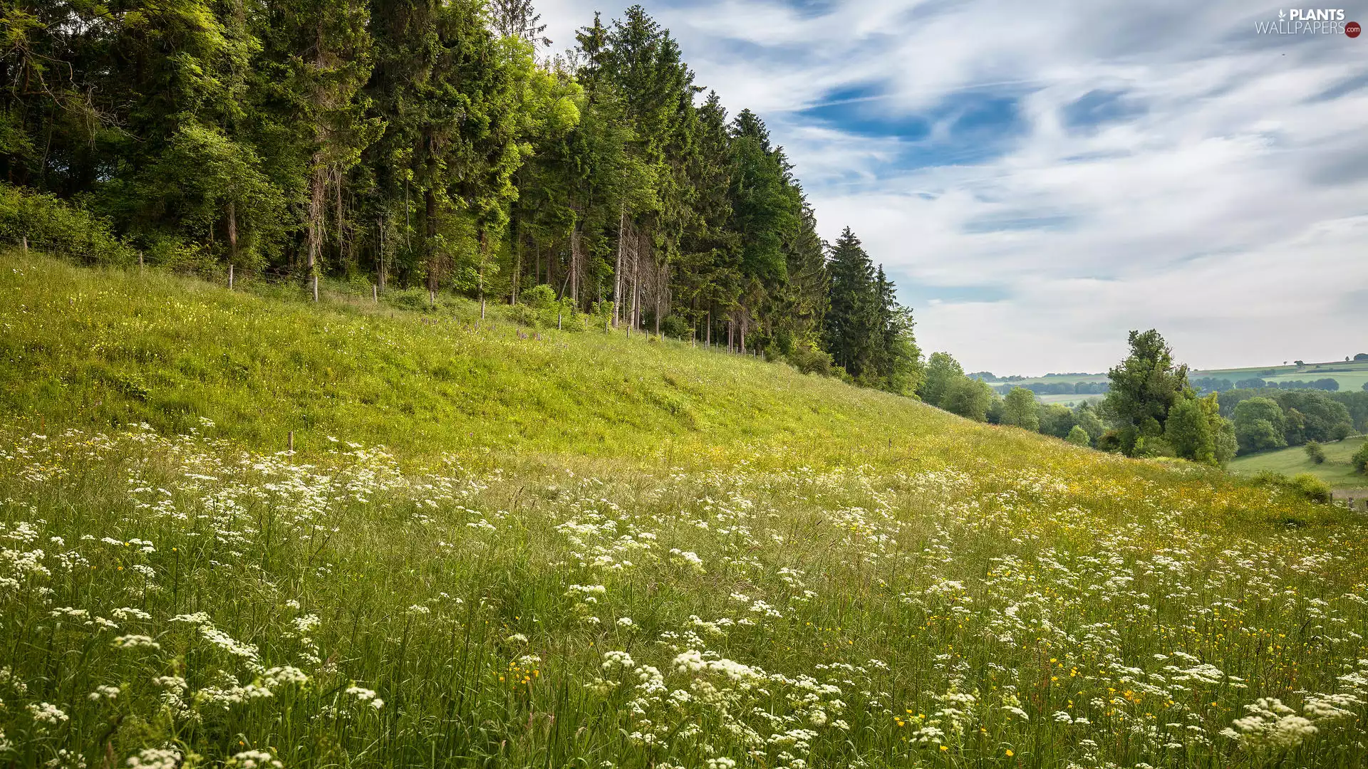 forest, Meadow, viewes, Hill, trees, Flowers