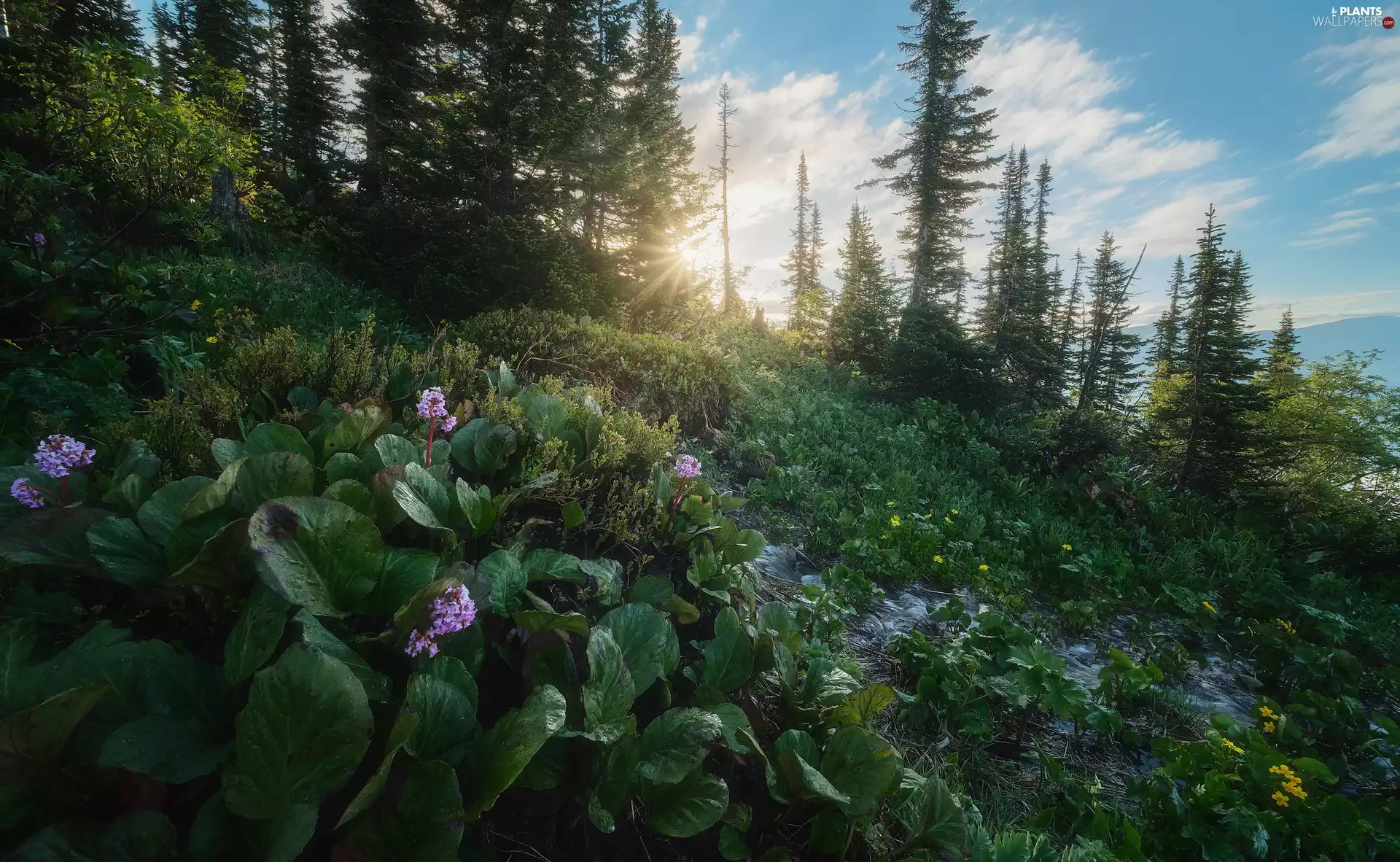Flowers, trees, viewes, Hill