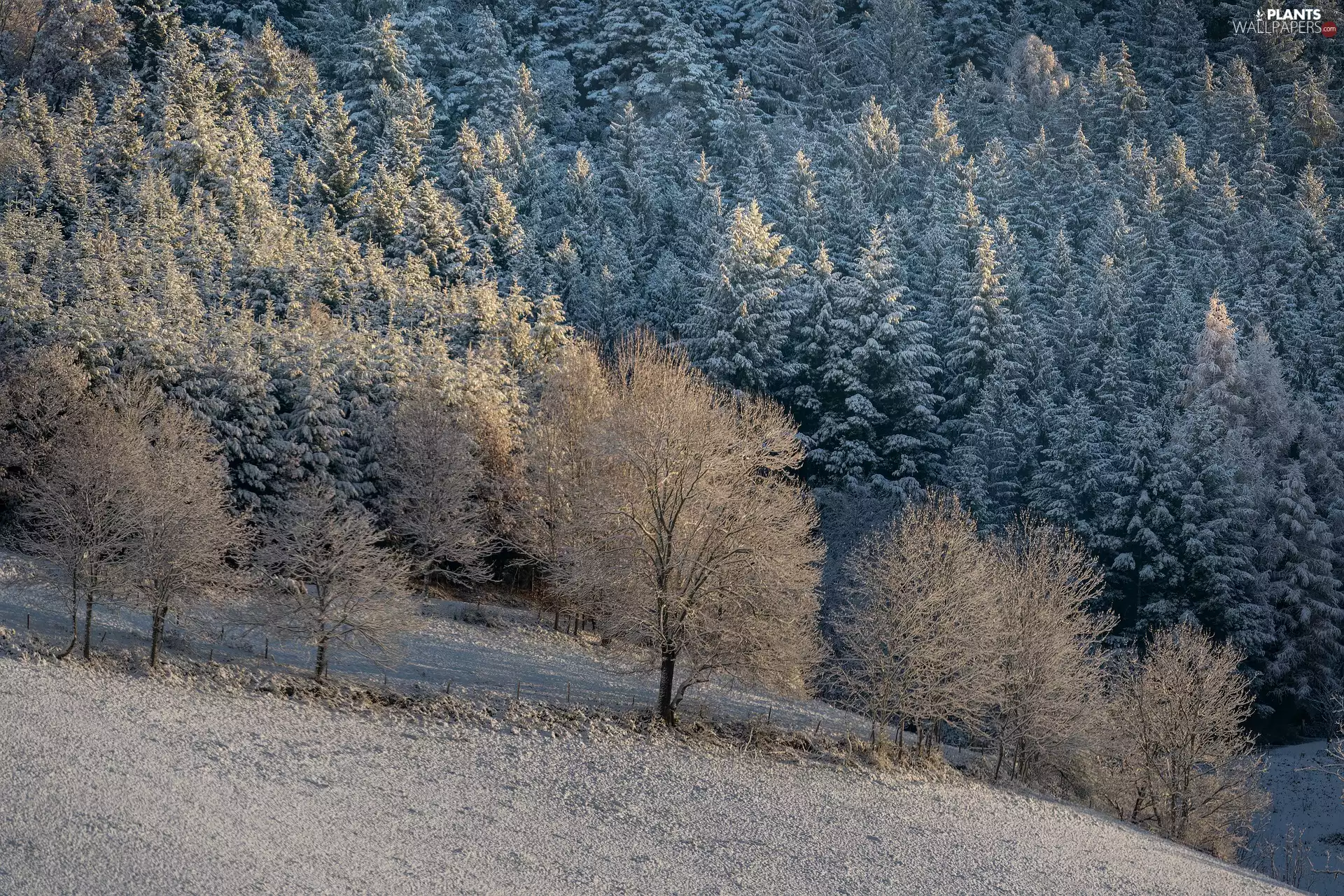viewes, Hill, forest, trees, winter