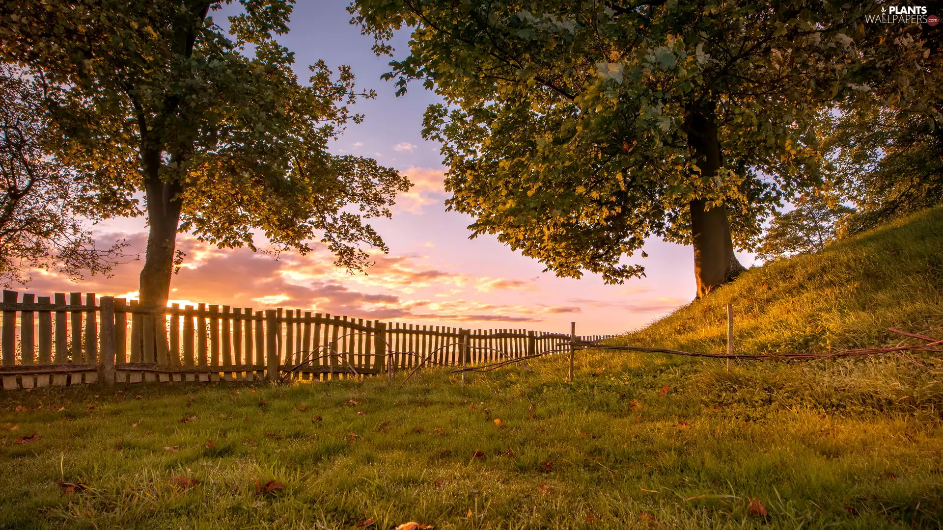 Fance, viewes, grass, Hill, trees, fence, Sunrise
