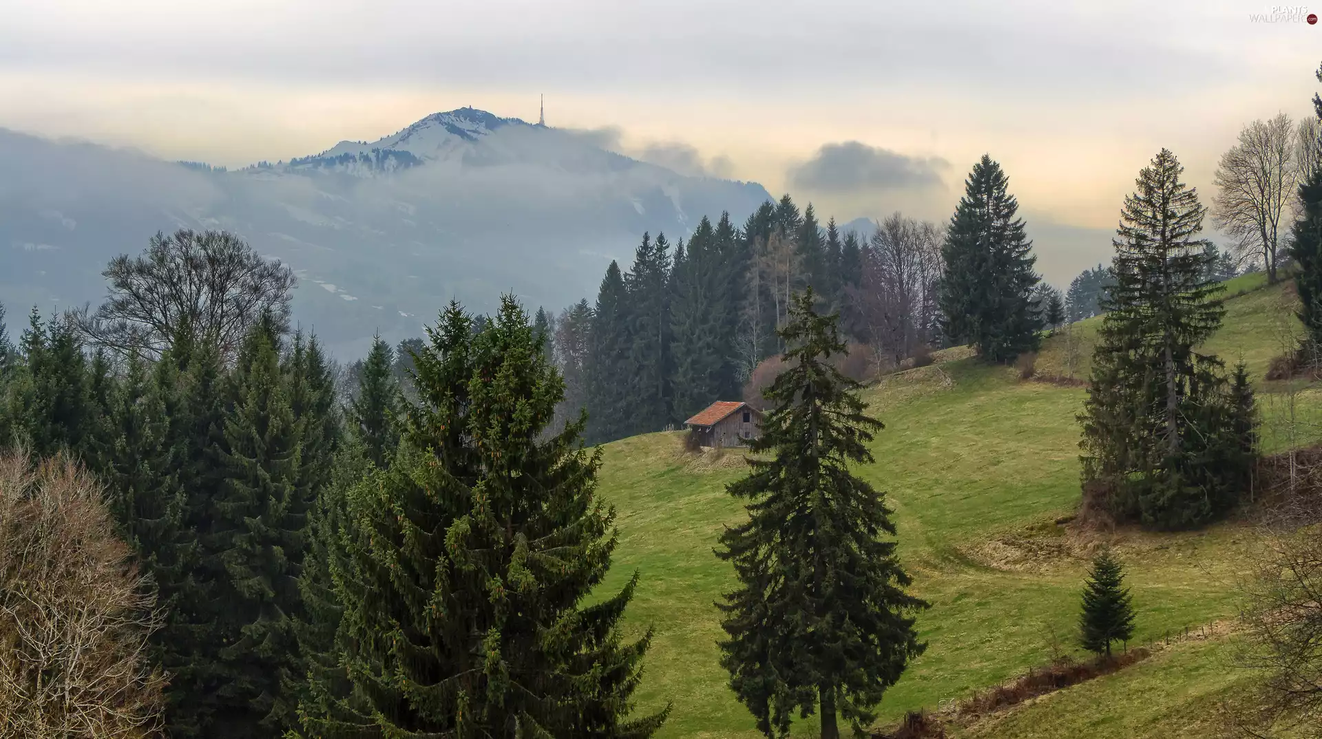 trees, Mountains, forest, Hill, viewes, house