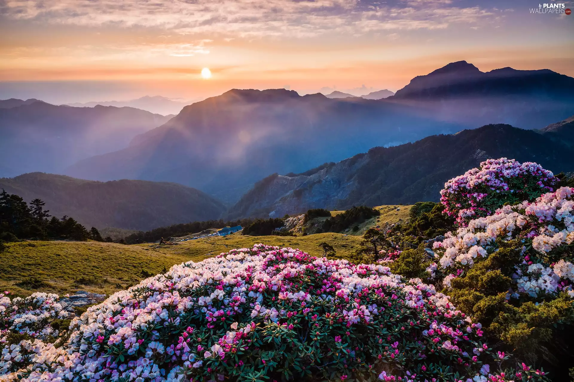 Hill, Rhododendron, Bush, Mountains, Flowers, car in the meadow, Sunrise