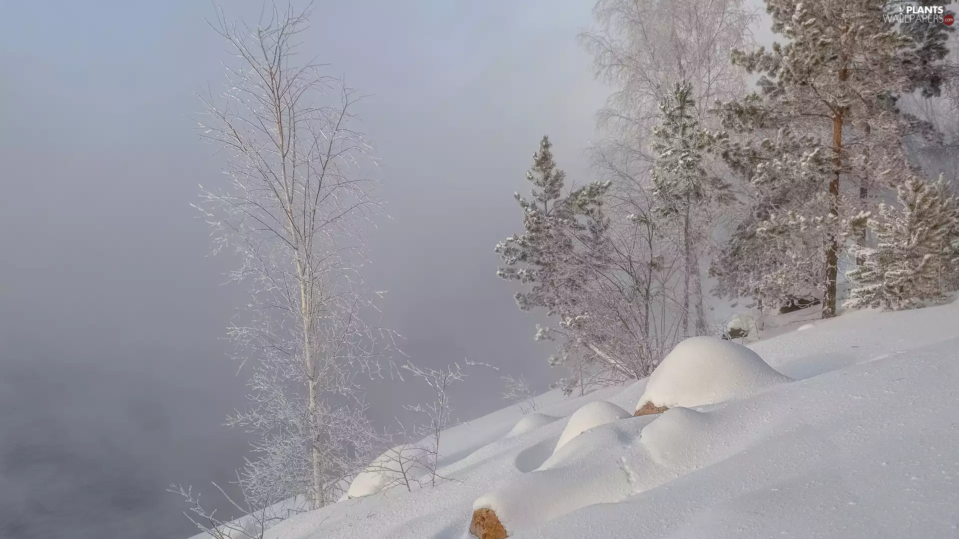 trees, winter, Fog, Hill, viewes, snow