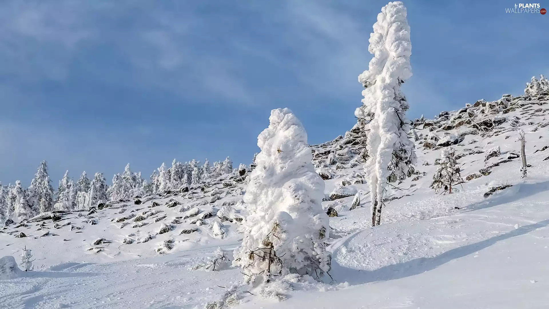 viewes, Hill, snow, trees, winter