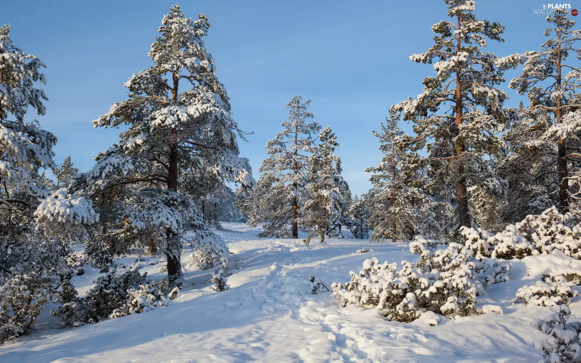trees, winter, Bush, Hill, viewes, Snowy