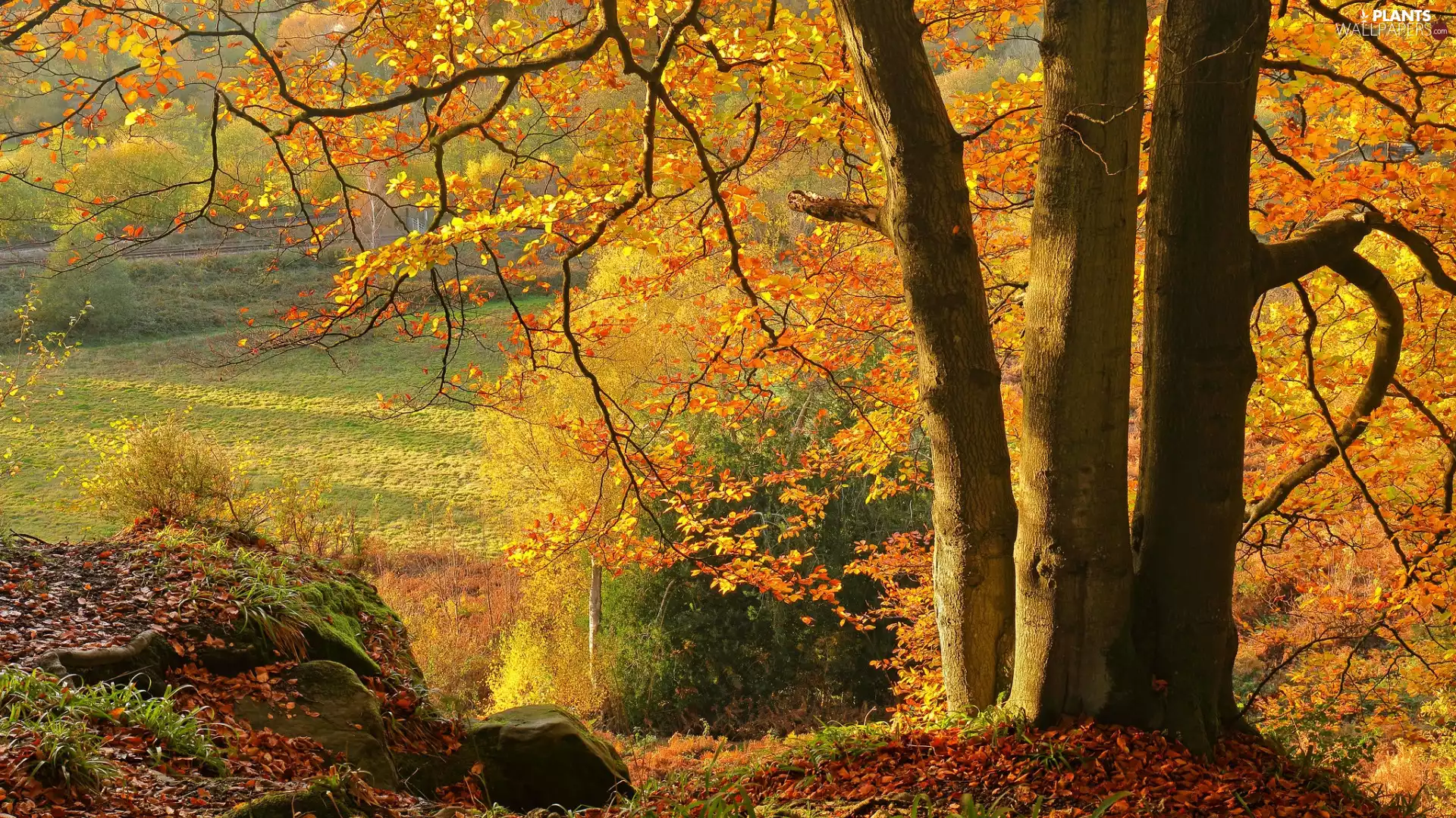 Hill, autumn, trees