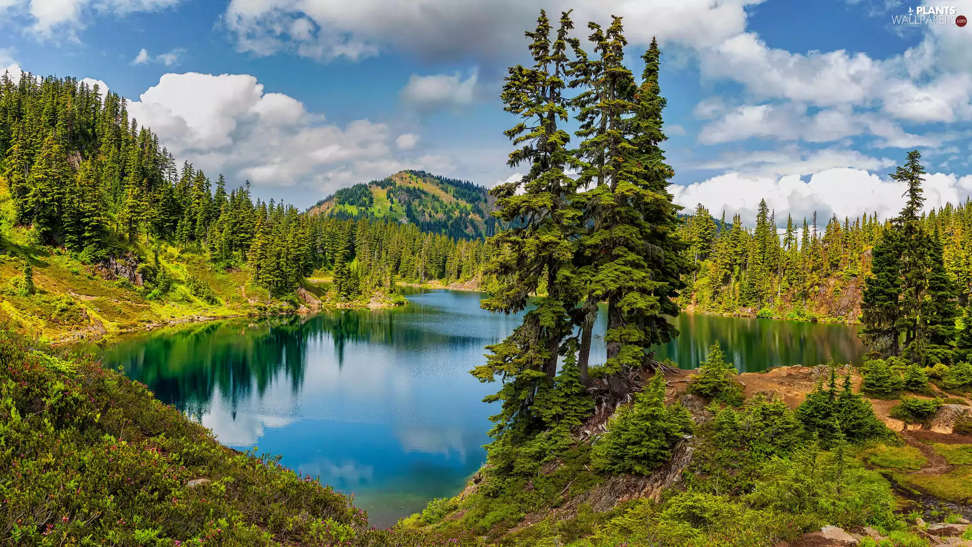 woods, Hill, trees, viewes, lake