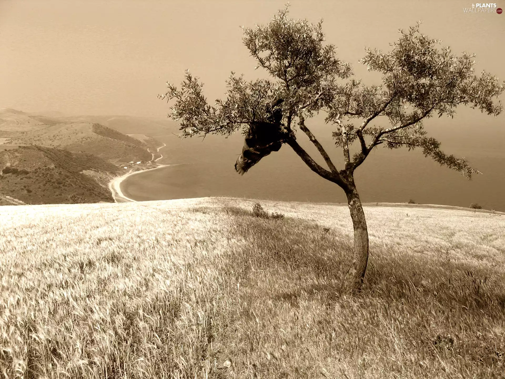Hill, sepia, trees