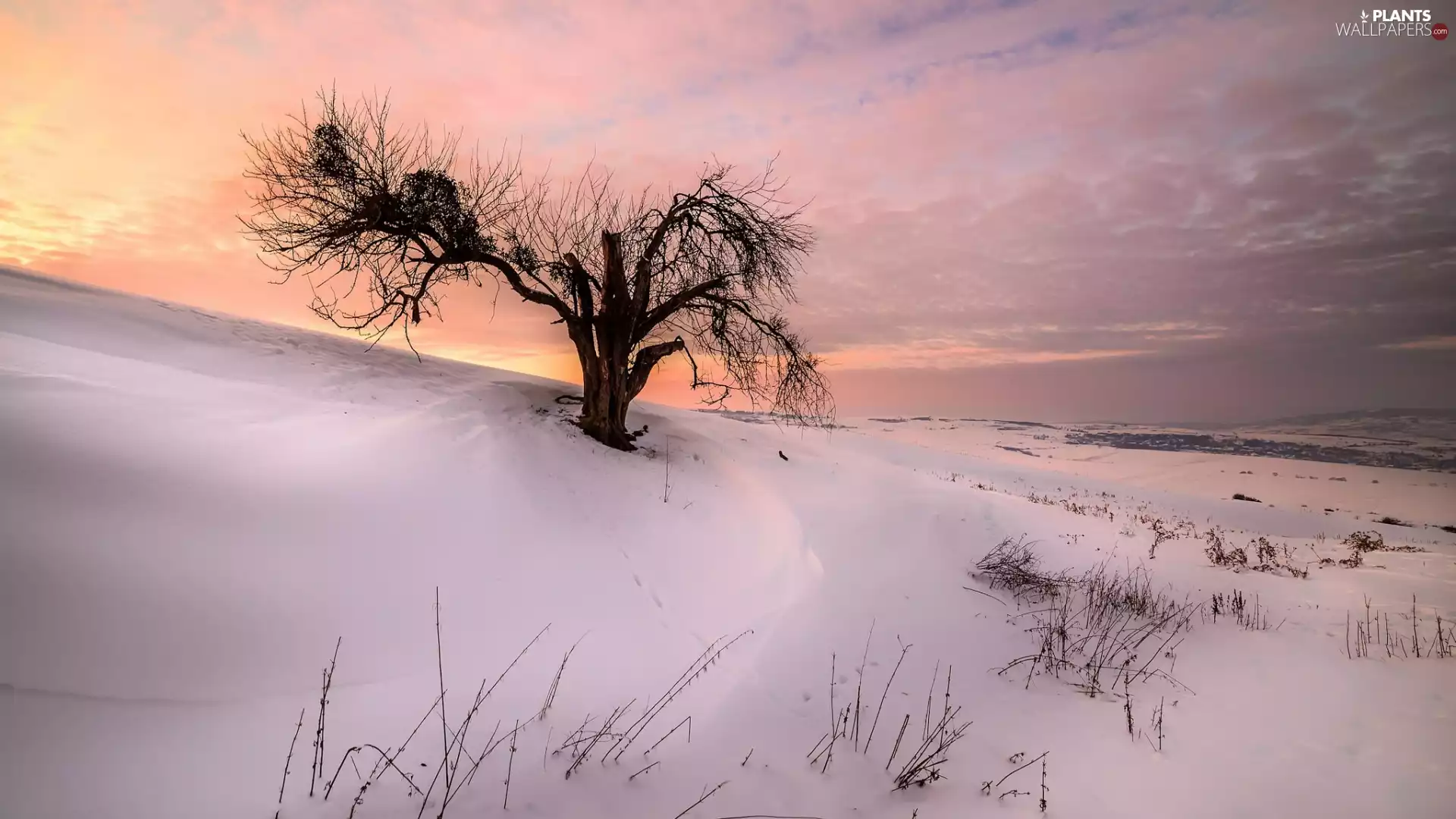 winter, Hill, trees, Great Sunsets