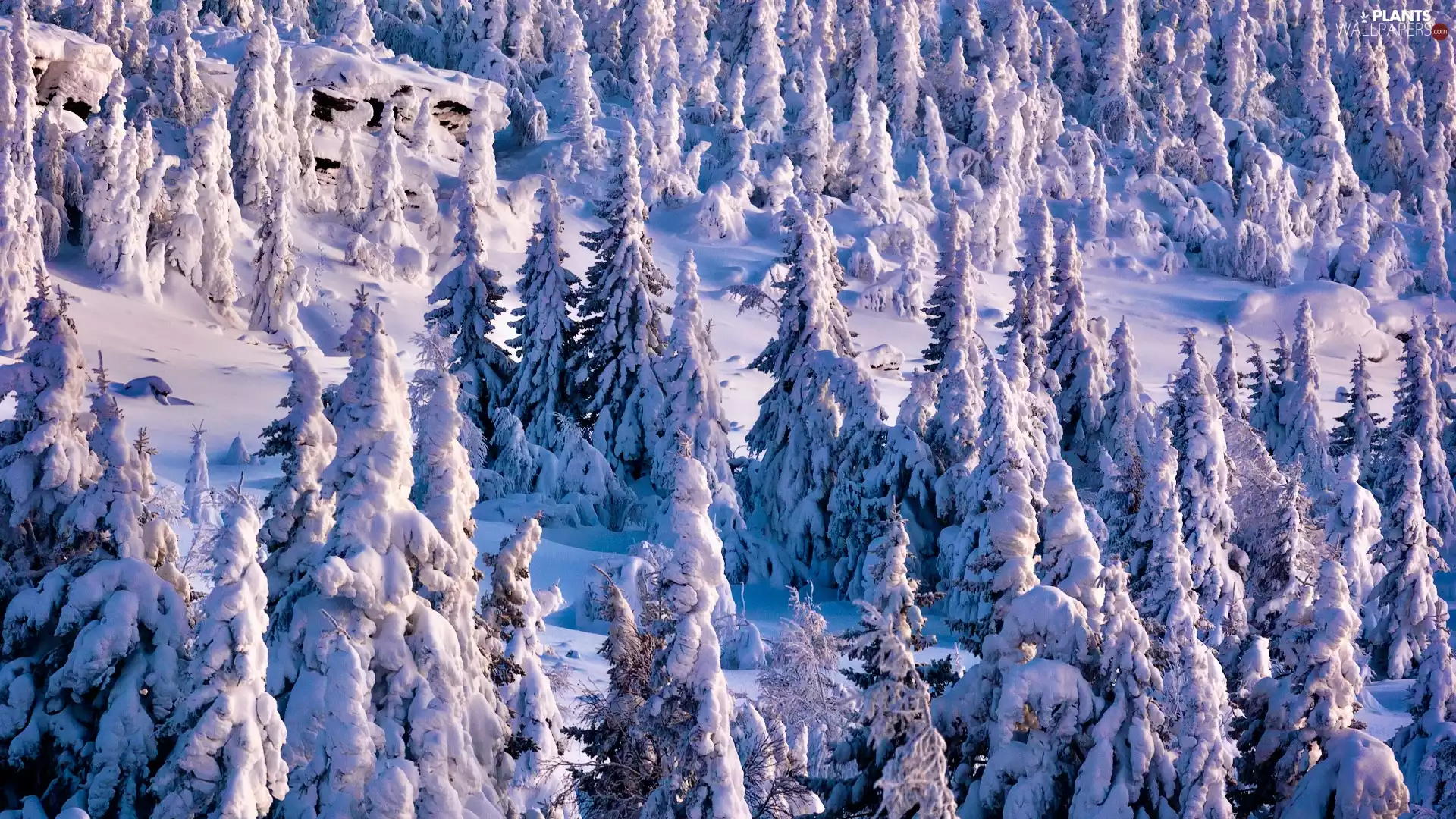 Snowy, Hill, trees, viewes, winter