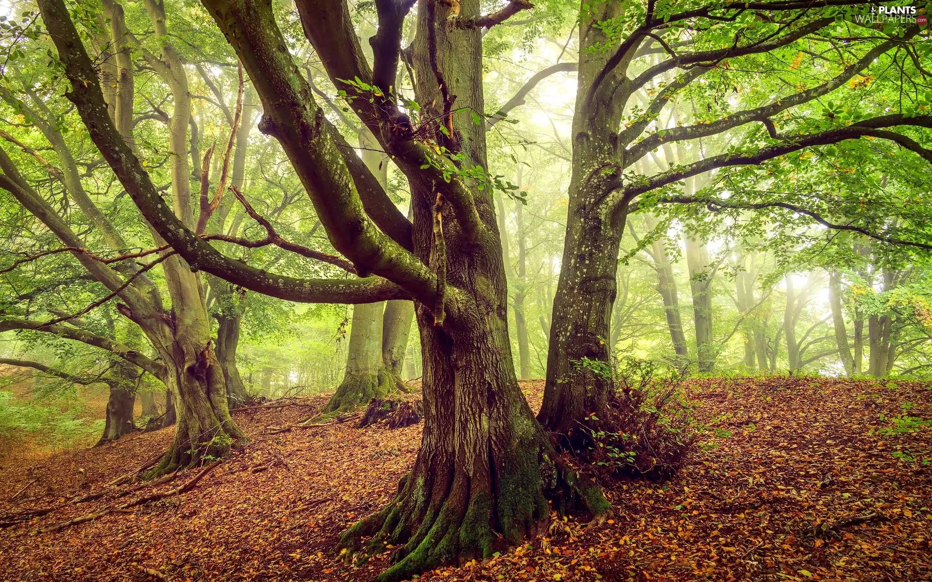 forest, trees, Fog, Hill, Leaf, viewes