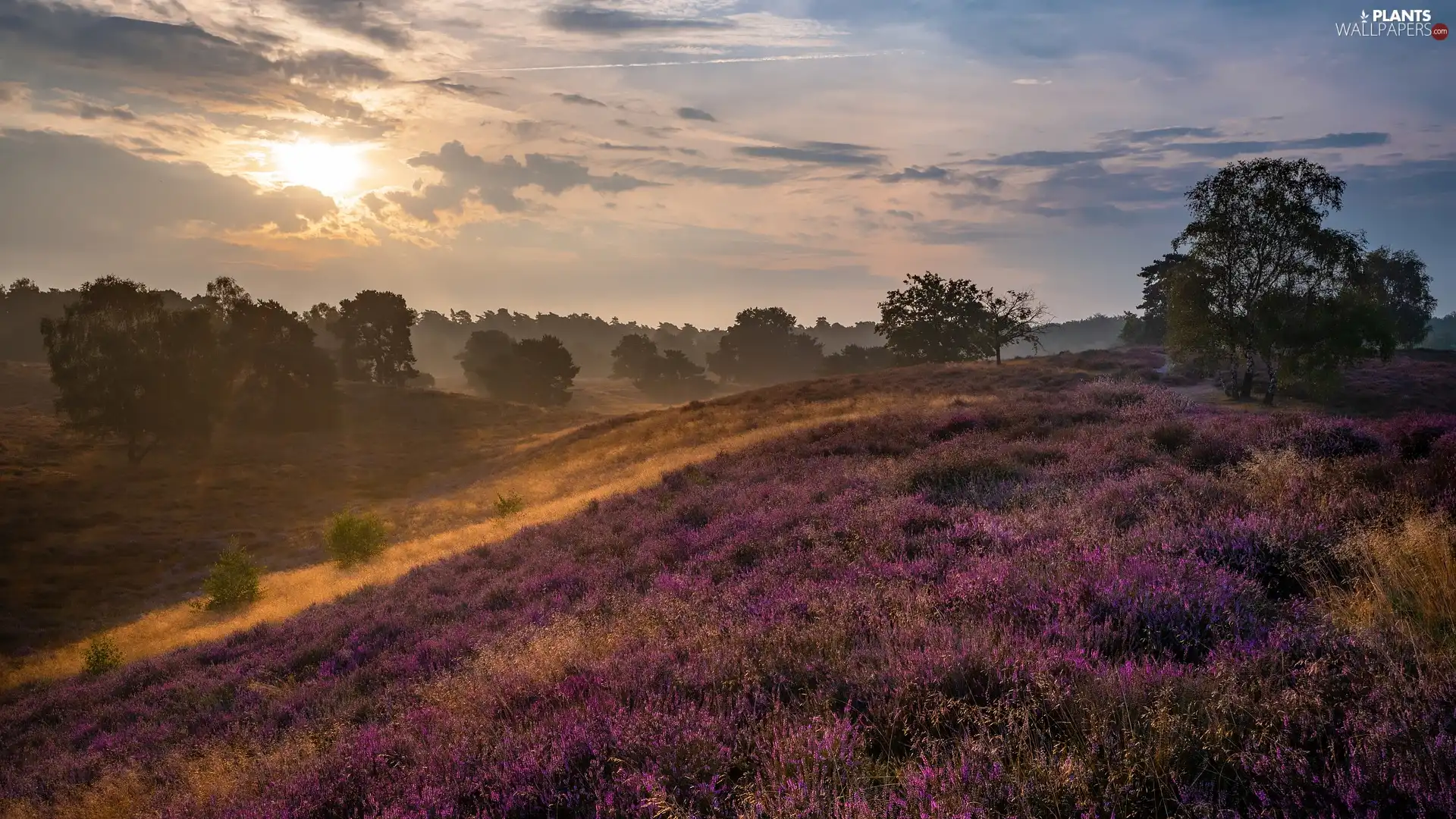 heath, Meadow, viewes, Hill, trees, Great Sunsets