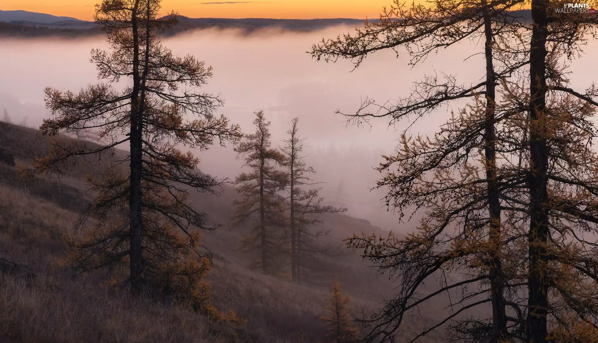 Mountains, Hill, viewes, Fog, trees