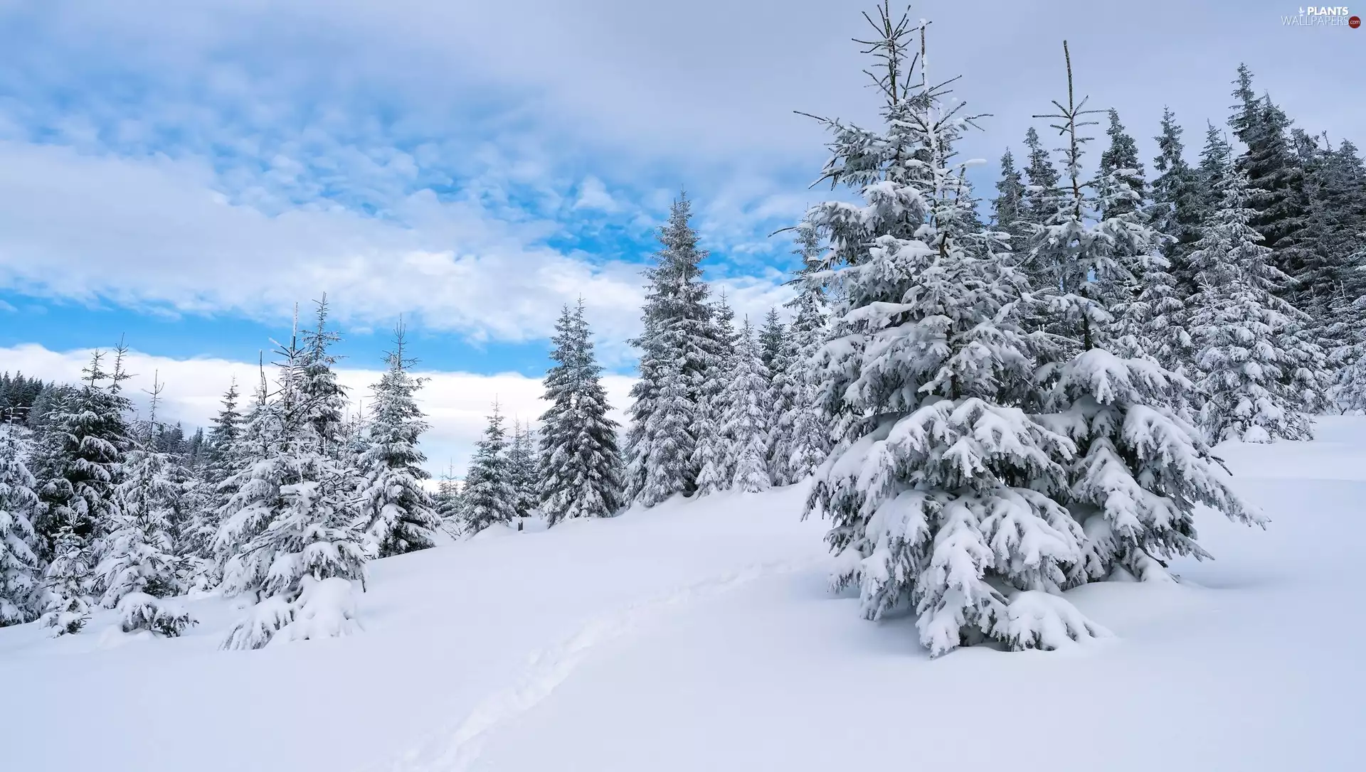 winter, snow, Spruces, Hill